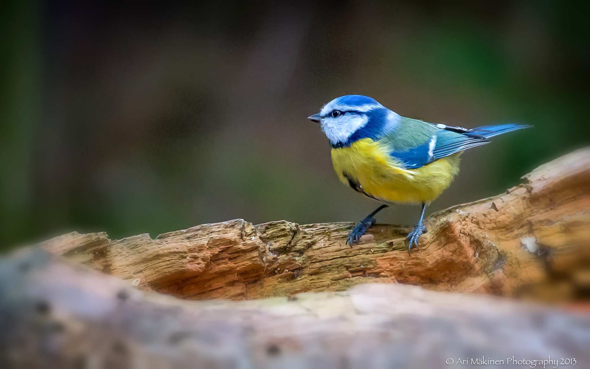 Eurasian Blue Tit Tablet HD picture