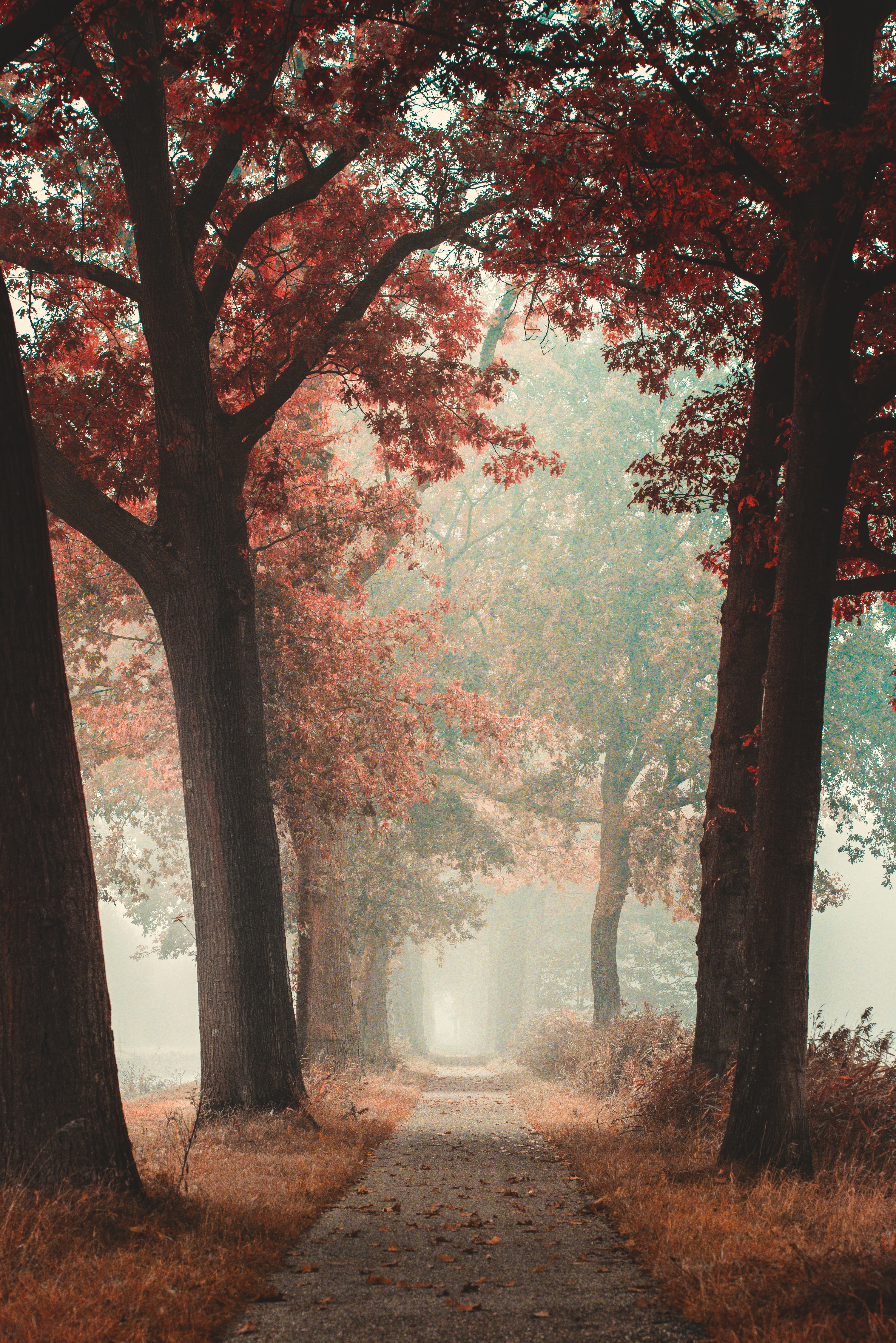 autumn, nature, road, forest, fog, alley 2160p