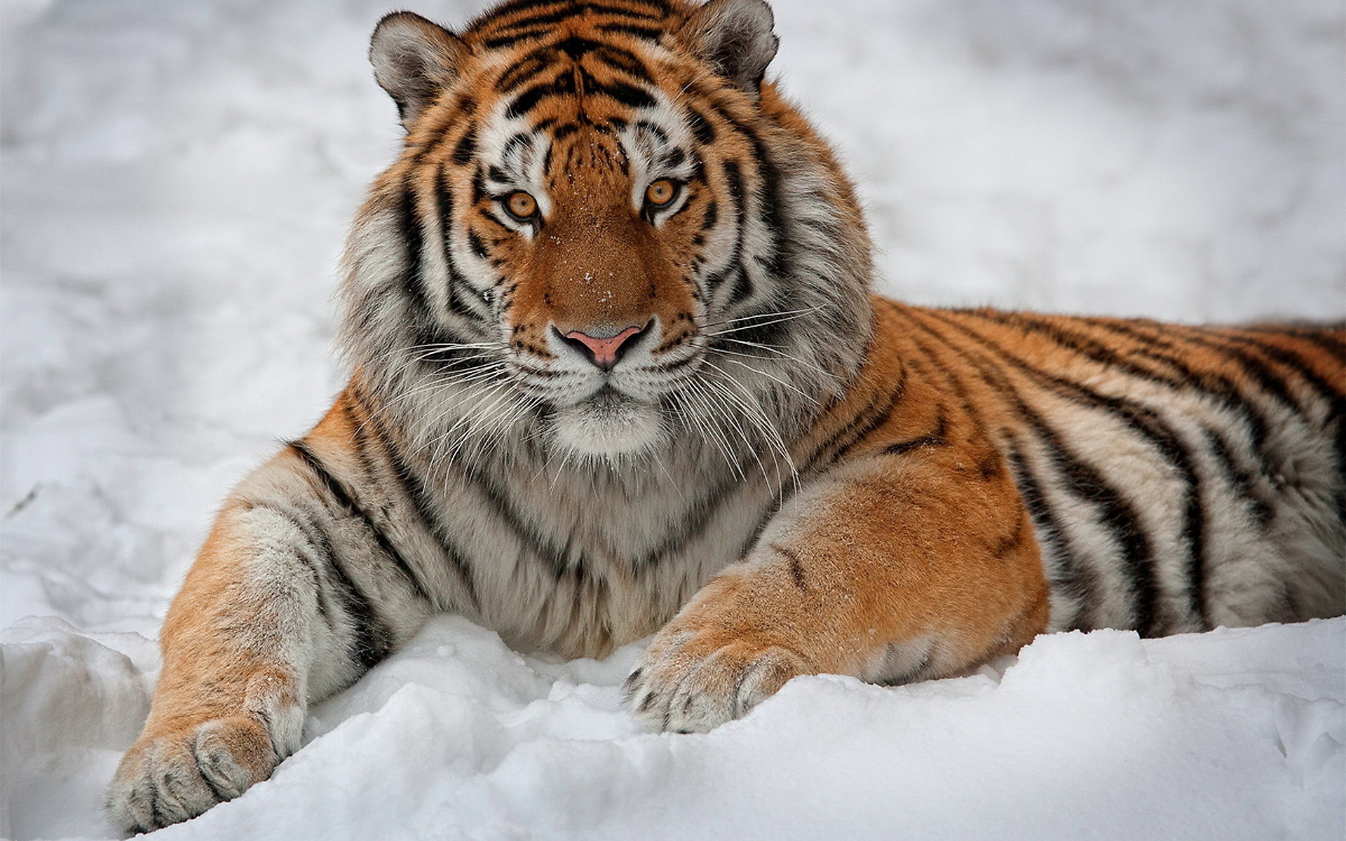 Laden Sie Amur Tiger HD-Desktop-Hintergründe herunter