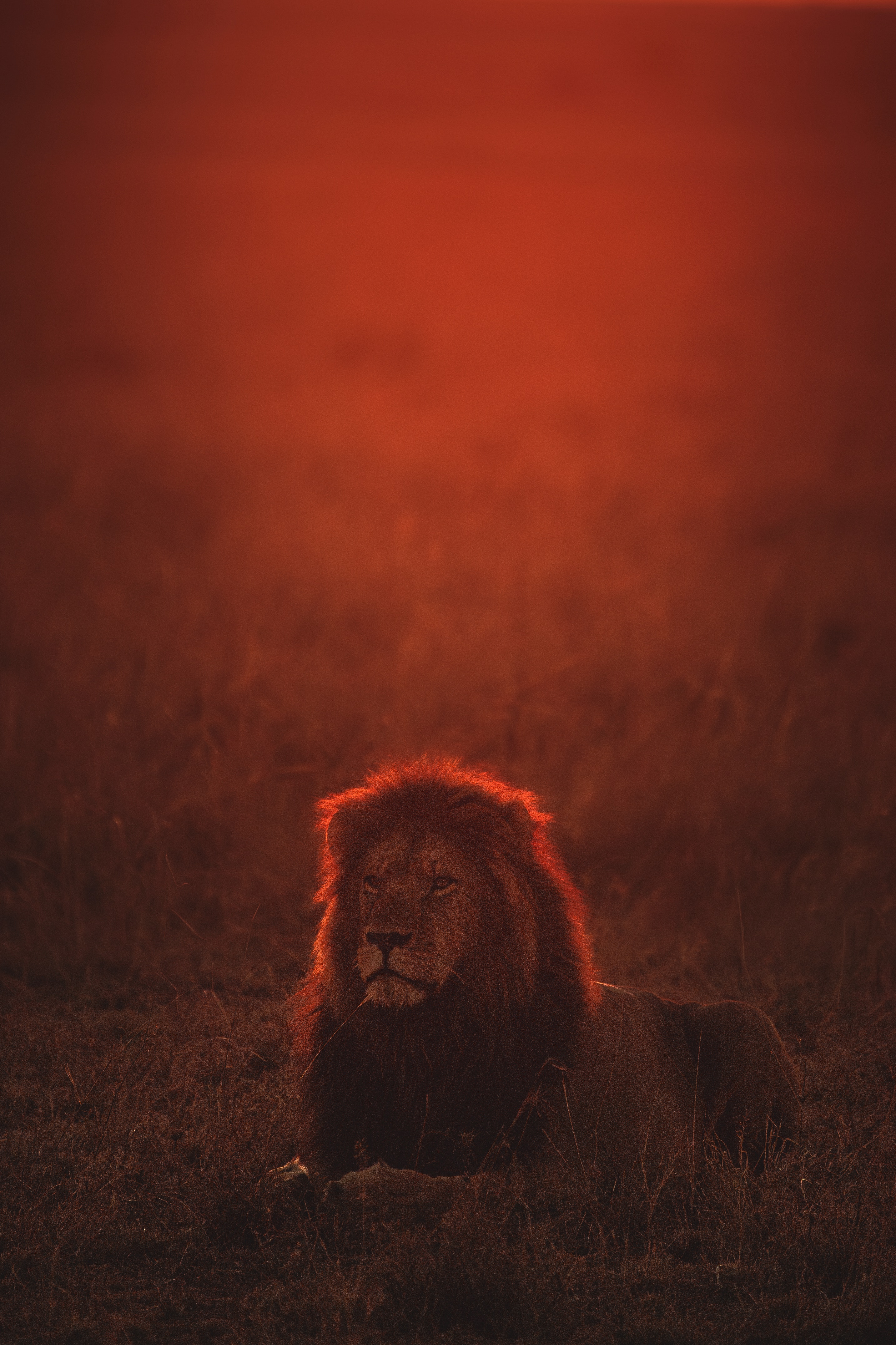 lion, big cat, wildlife, predator, dusk, animals, twilight cellphone