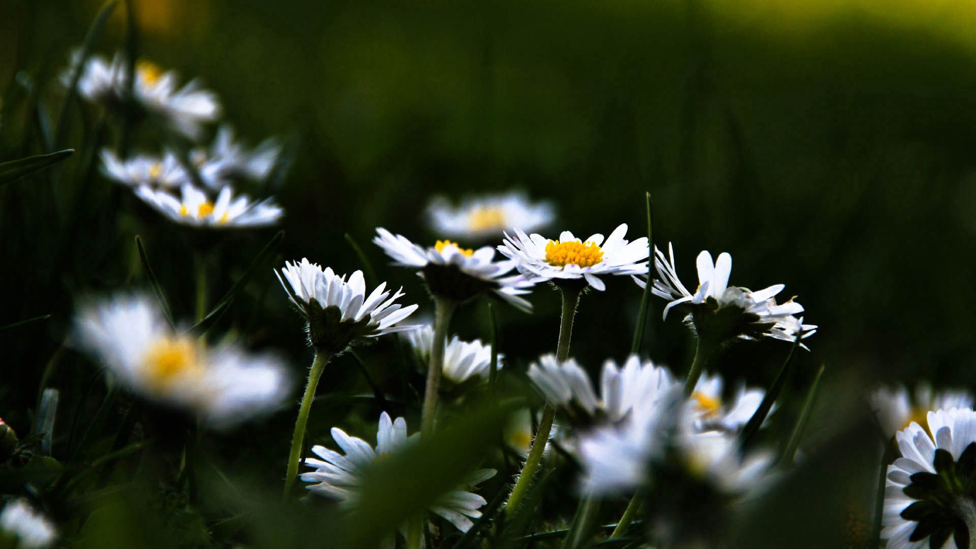  Camomile HD Android Wallpapers