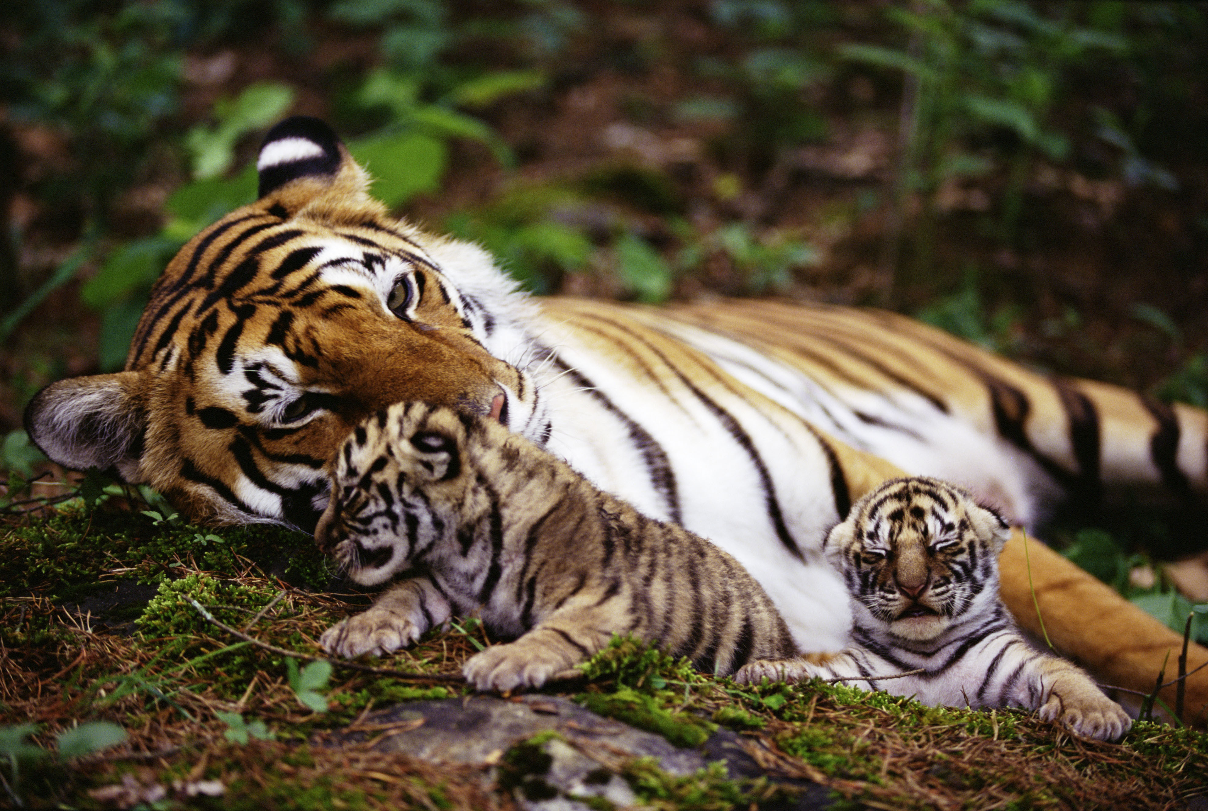 Картинки беспла. Тигрица. Тигрица с тигрятами. Красивый тигр. Тигр в природе.