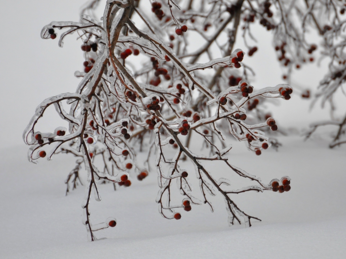 Скачать картинку Деревья, Зима, Растения в телефон бесплатно.