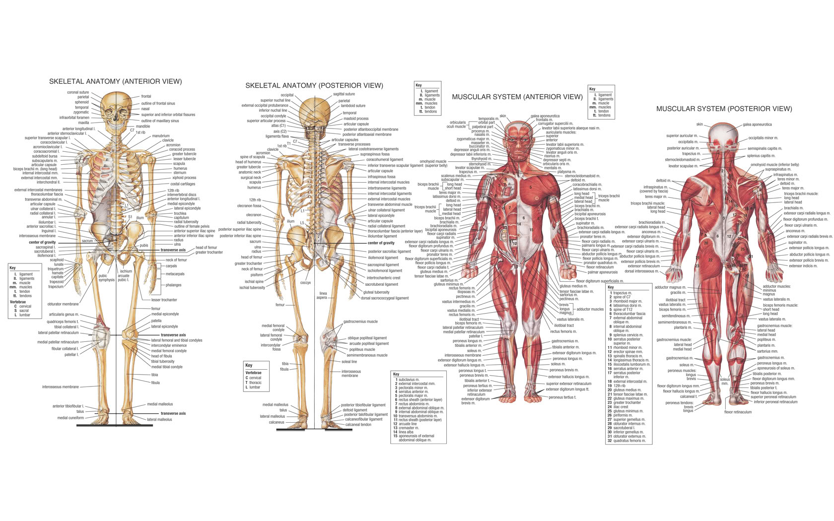 artistic, anatomy Desktop home screen Wallpaper