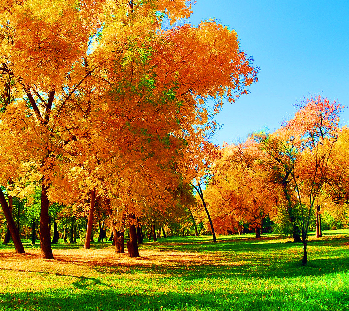 23150 завантажити шпалери пейзаж, осінь, дерева, трава - заставки і картинки безкоштовно