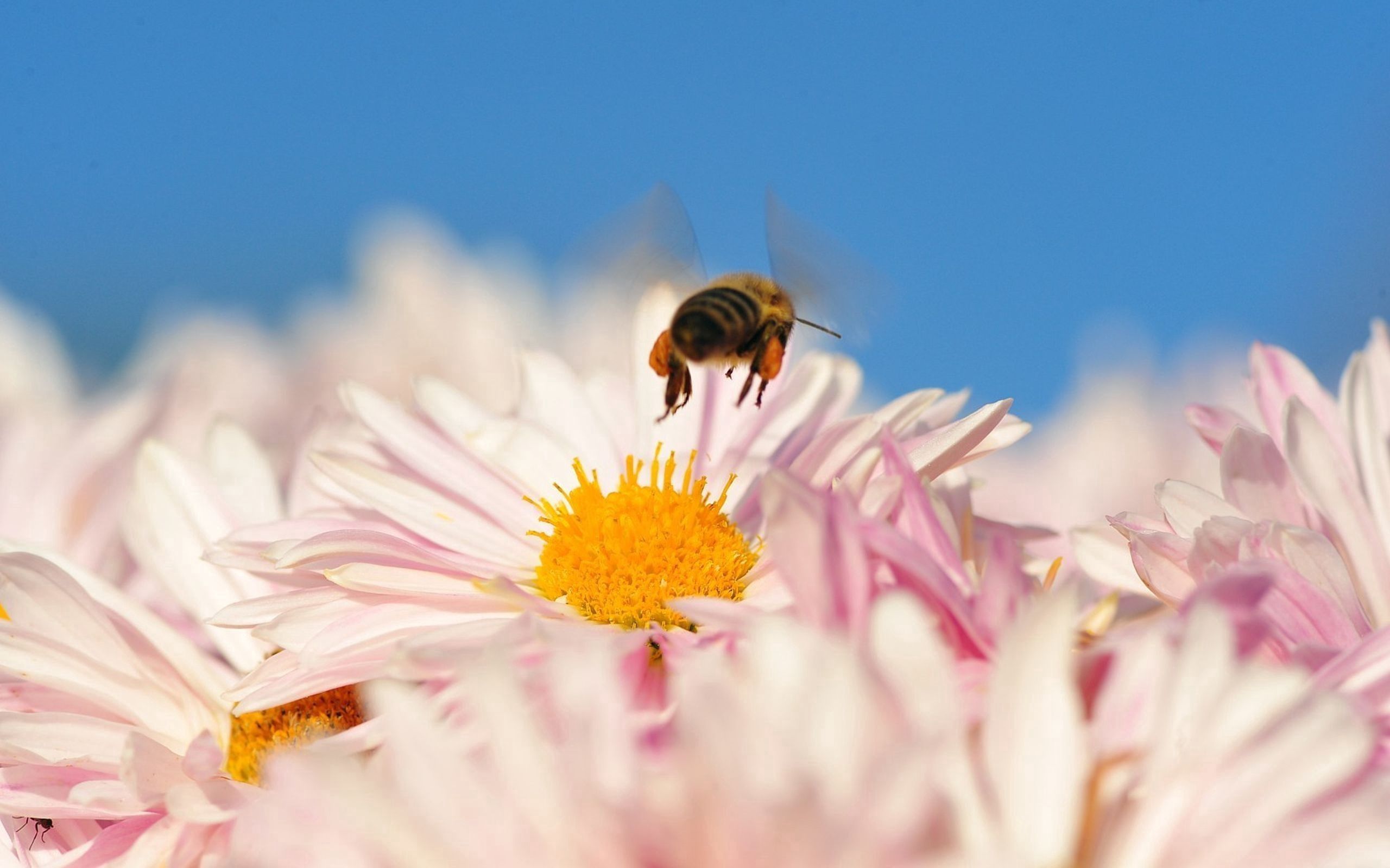 71647 télécharger le fond d'écran vol, fleur, macro, insecte, abeille, pollinisation - économiseurs d'écran et images gratuitement
