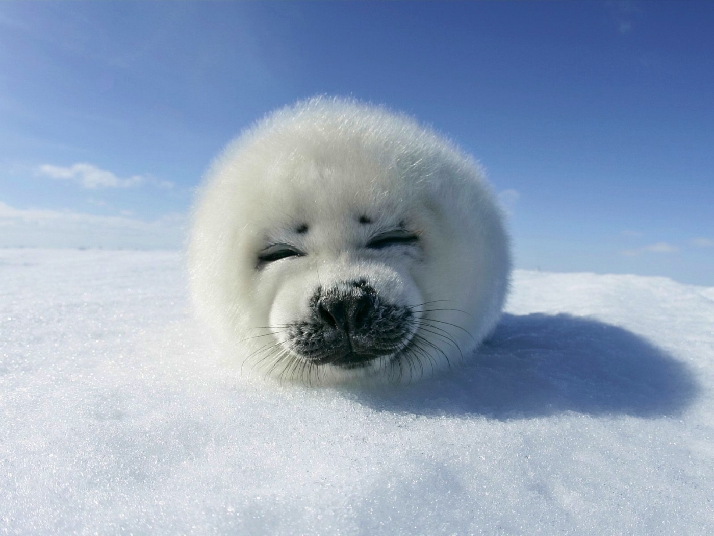 Download mobile wallpaper Seals, Snow, Animals for free.