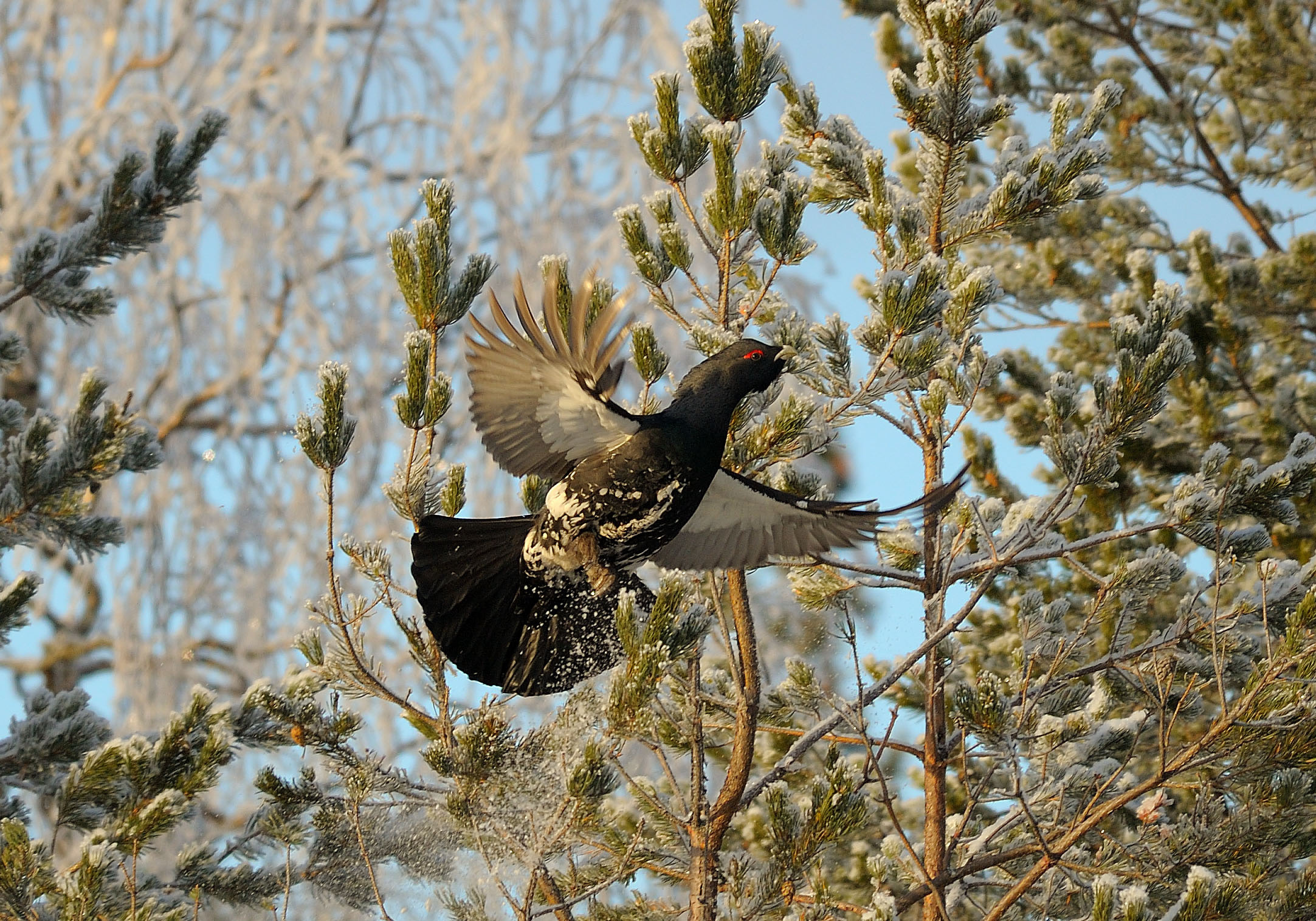 Download mobile wallpaper Wood Grouse, Branches, Bird, Wings, Animals for free.