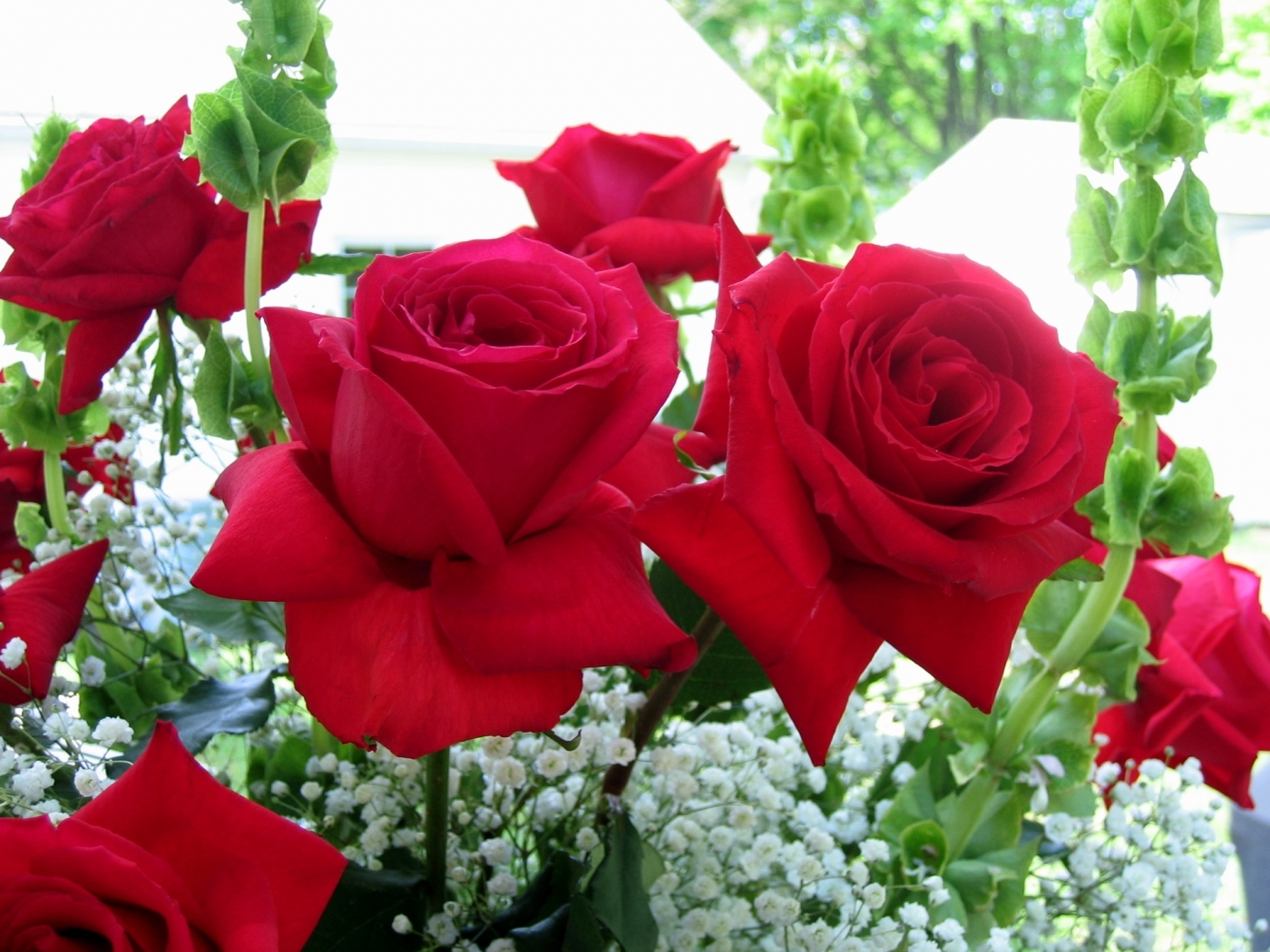 Descarga gratuita de fondo de pantalla para móvil de Flores, Roses, Plantas.