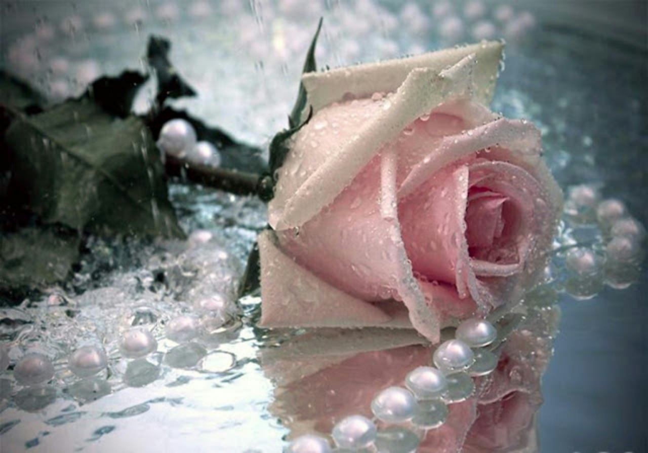 Розовые розы на воде