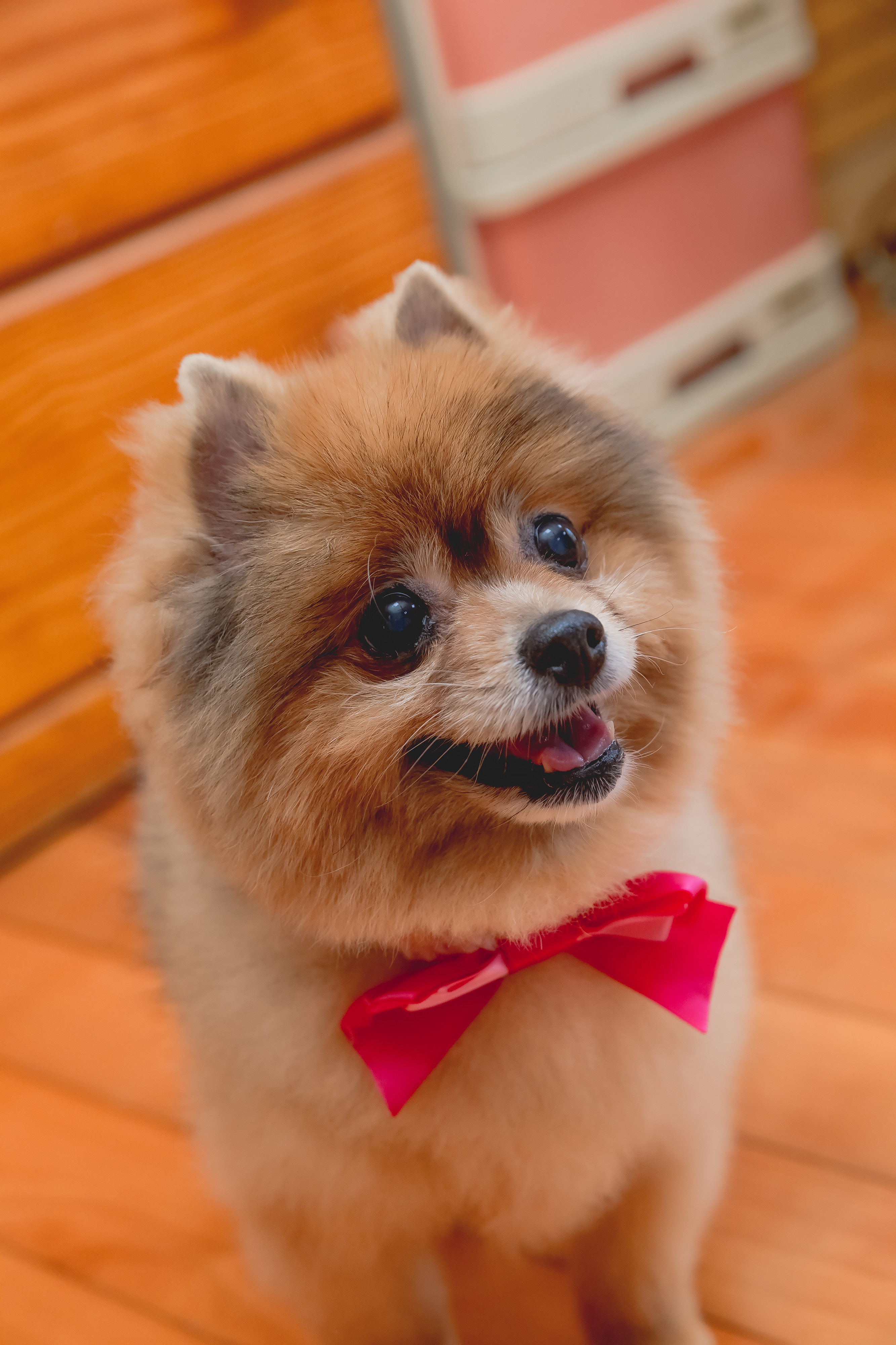 Cool Wallpapers dog, animals, protruding tongue, tongue stuck out, bow, spitz