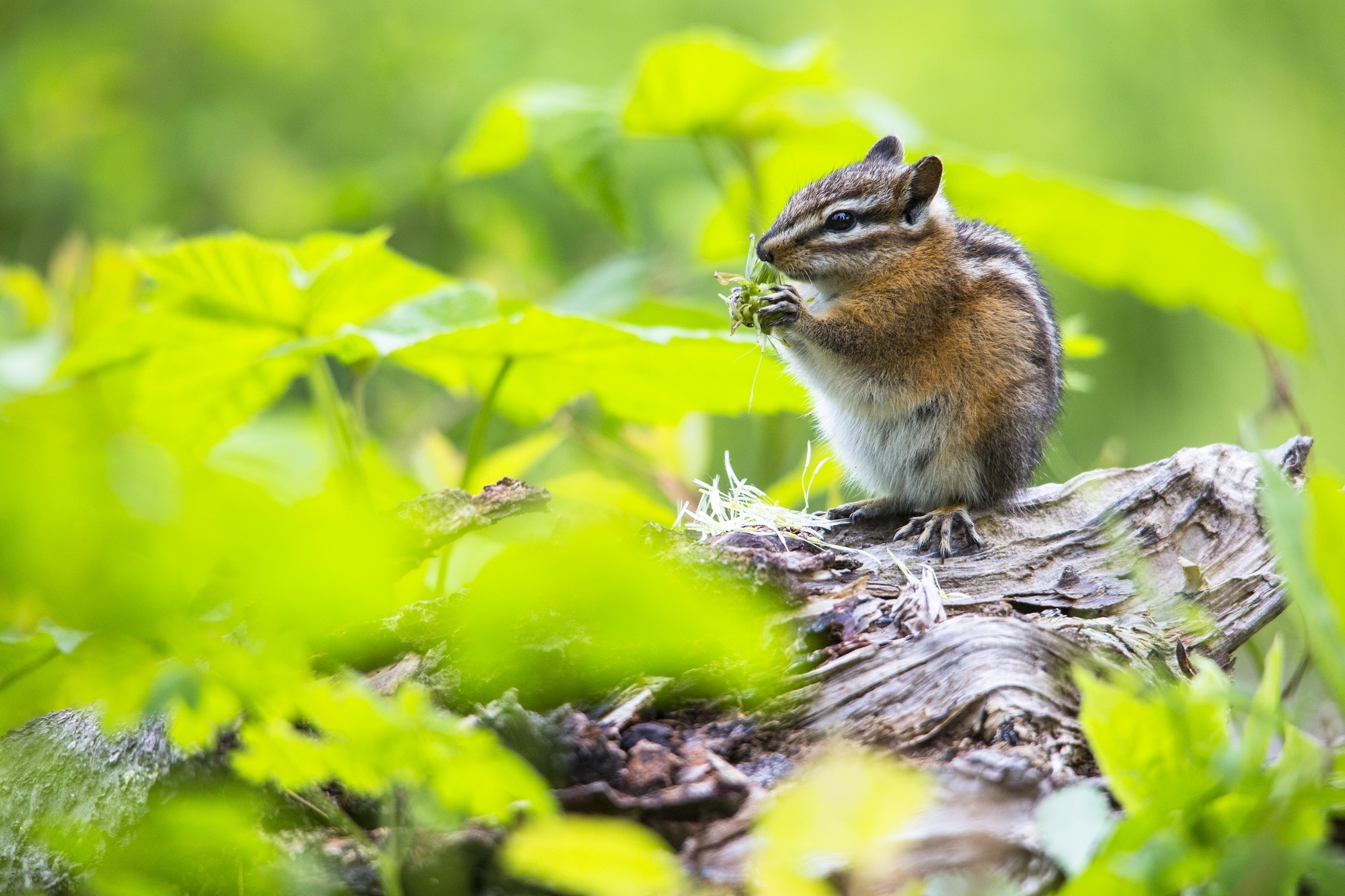 Download mobile wallpaper Chipmunk, Animals, Grass, Leaves, Food for free.
