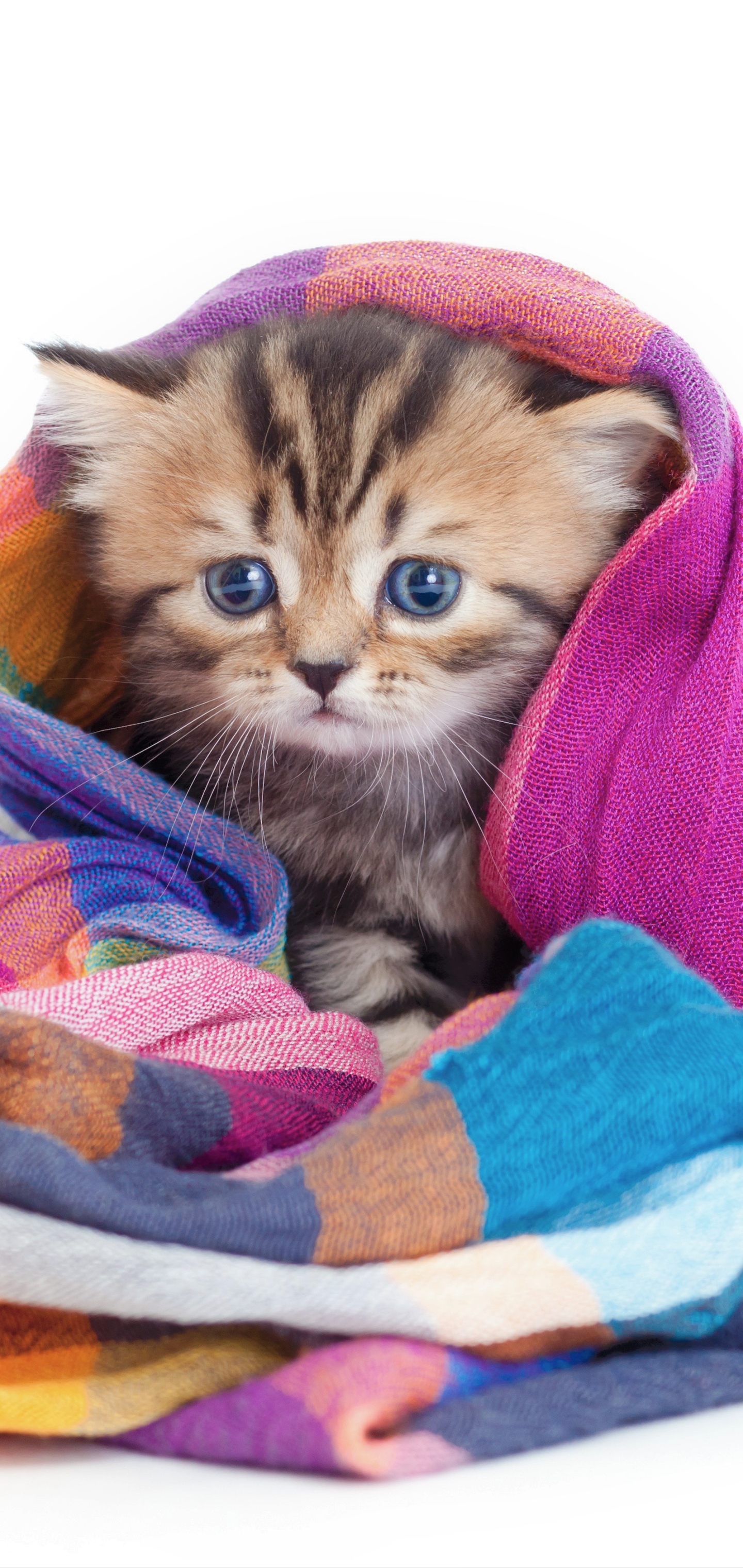 animal, cat, baby animal, cute, kitten, blanket, cats phone background