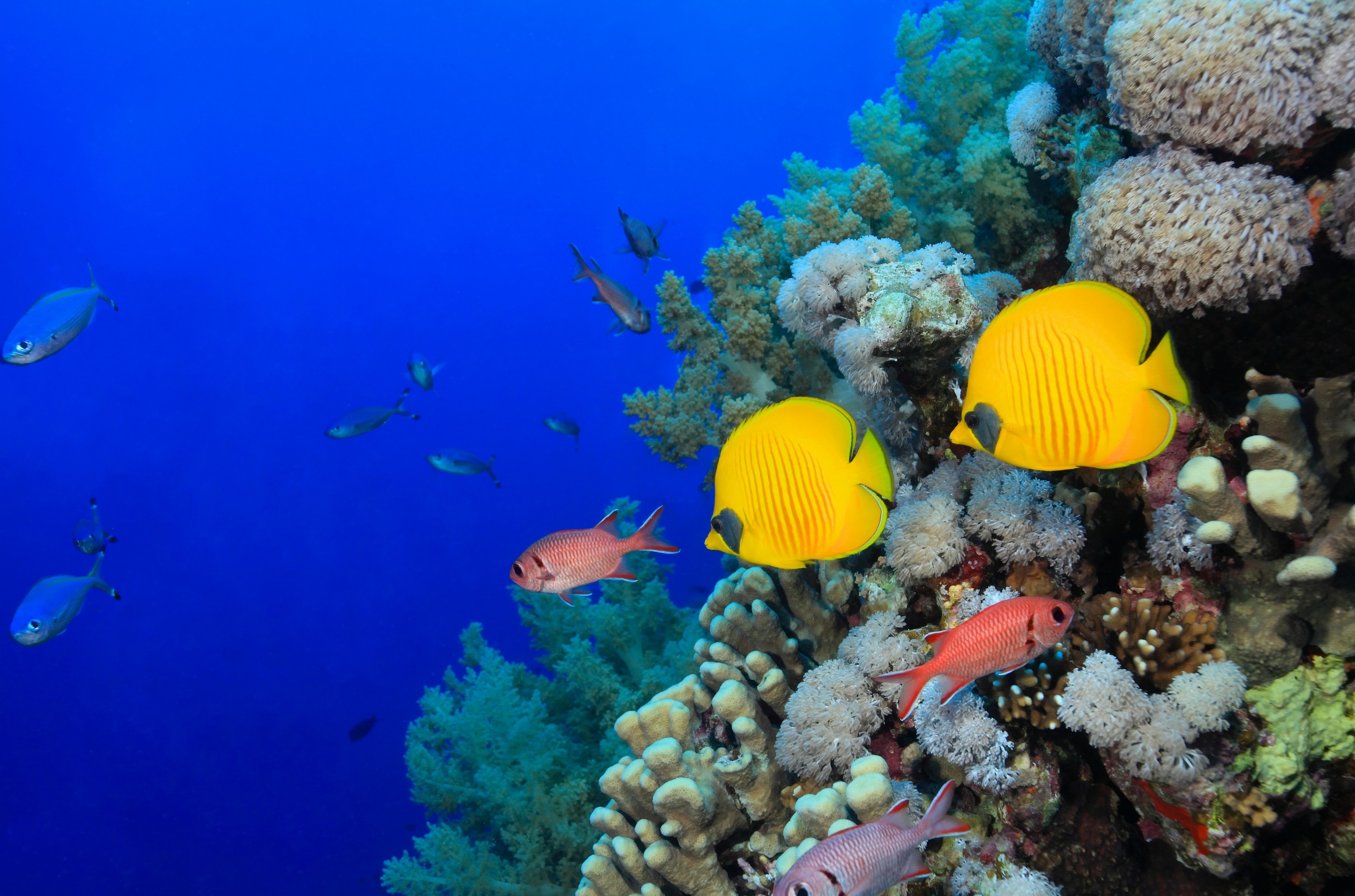 342796 скачать обои кораллы, рыбы, тропическая рыба, животные, щетинозубые, подводный - заставки и картинки бесплатно