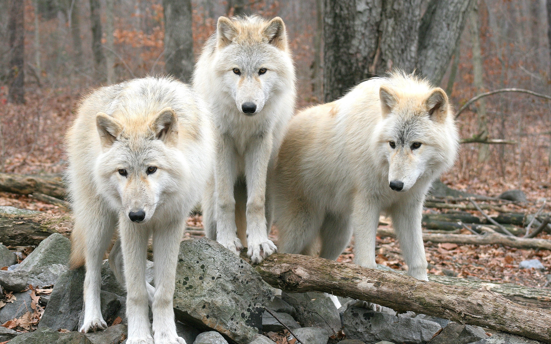 Wolfs  8k Backgrounds