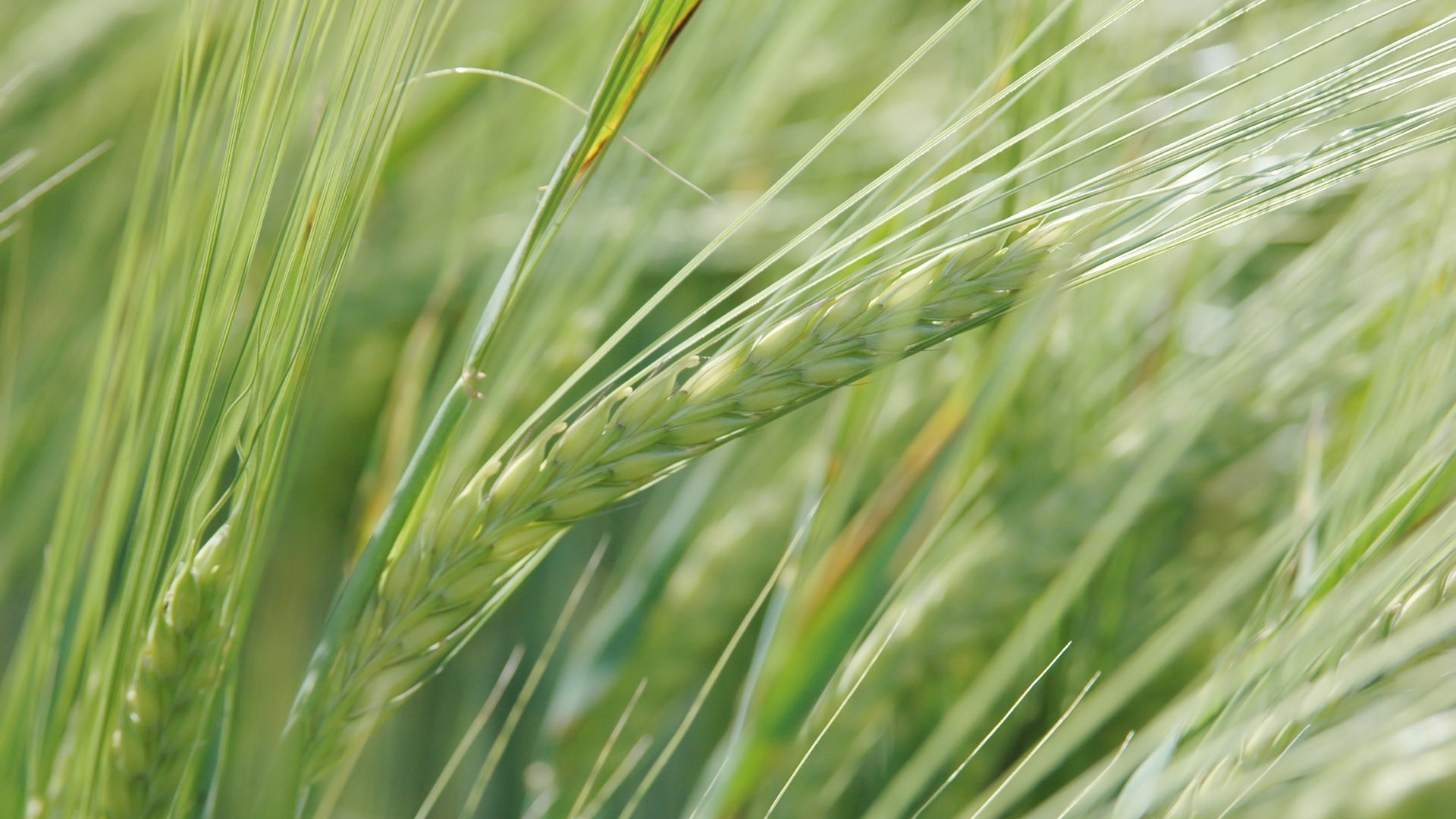 Download mobile wallpaper Plants, Wheat for free.