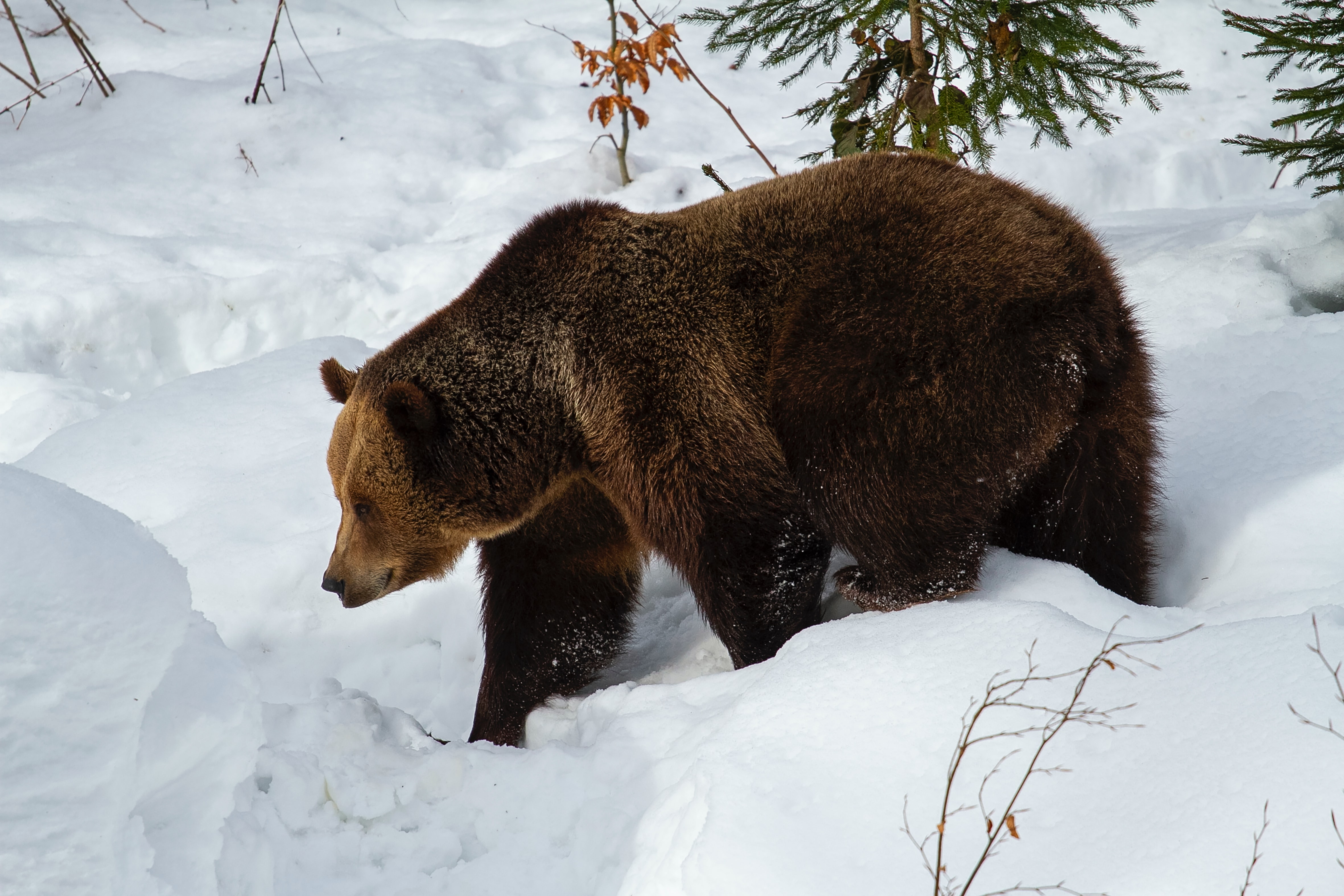140409 скачать обои бурый медведь, животные, медведь, снег, морда, хищник - заставки и картинки бесплатно