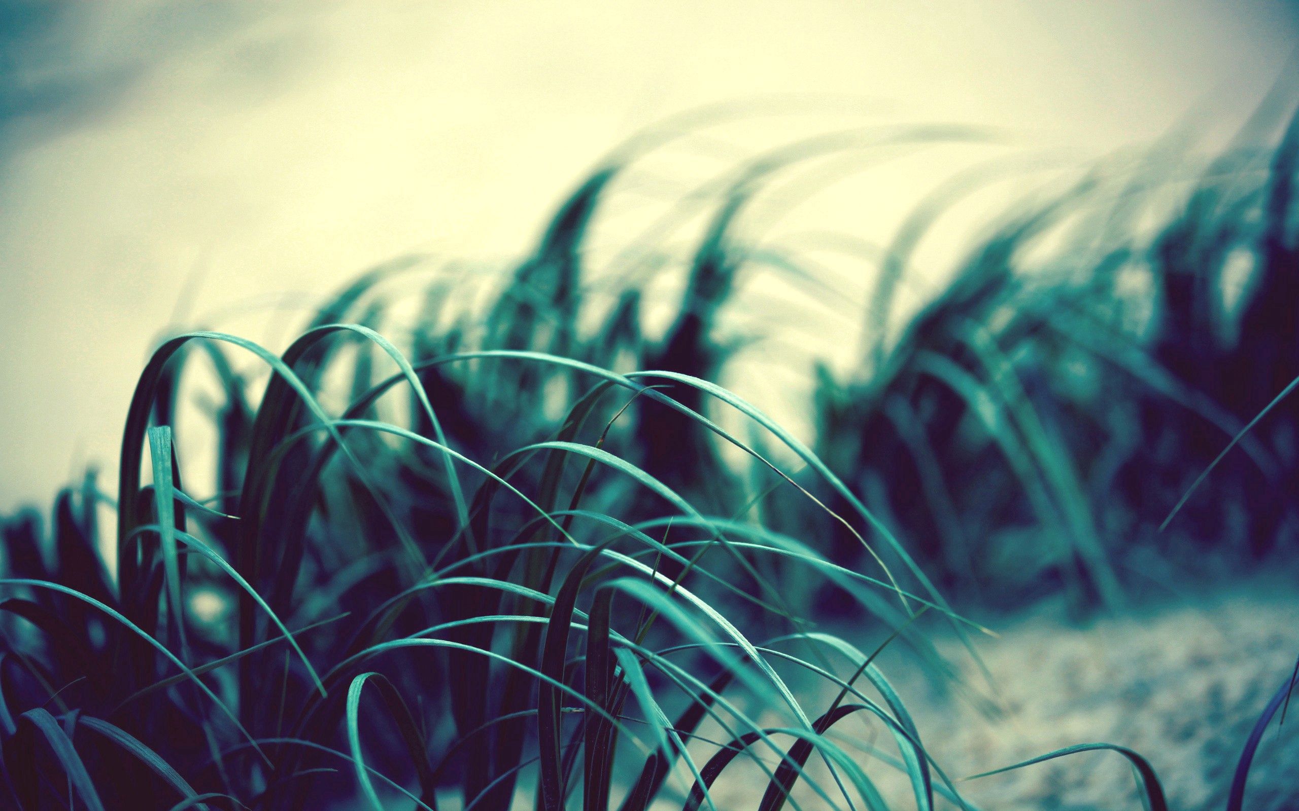 Download mobile wallpaper Grass, Sly, Flapping, Wind, Macro, Light, Shine, Dark for free.