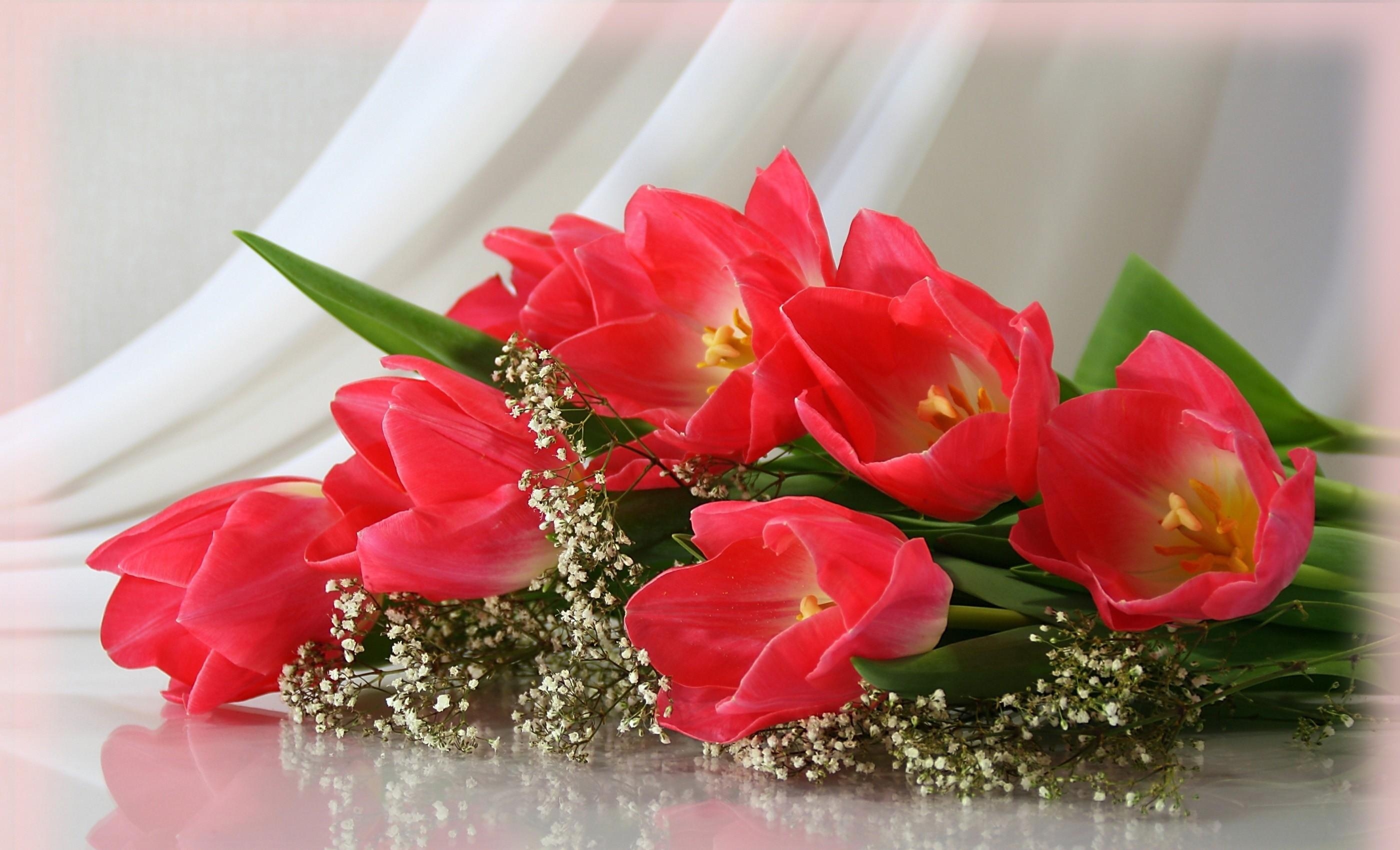 Horizontal Wallpaper flowers, tulips, bouquet, gypsophilus, gipsophile, disbanded, loose, tenderness
