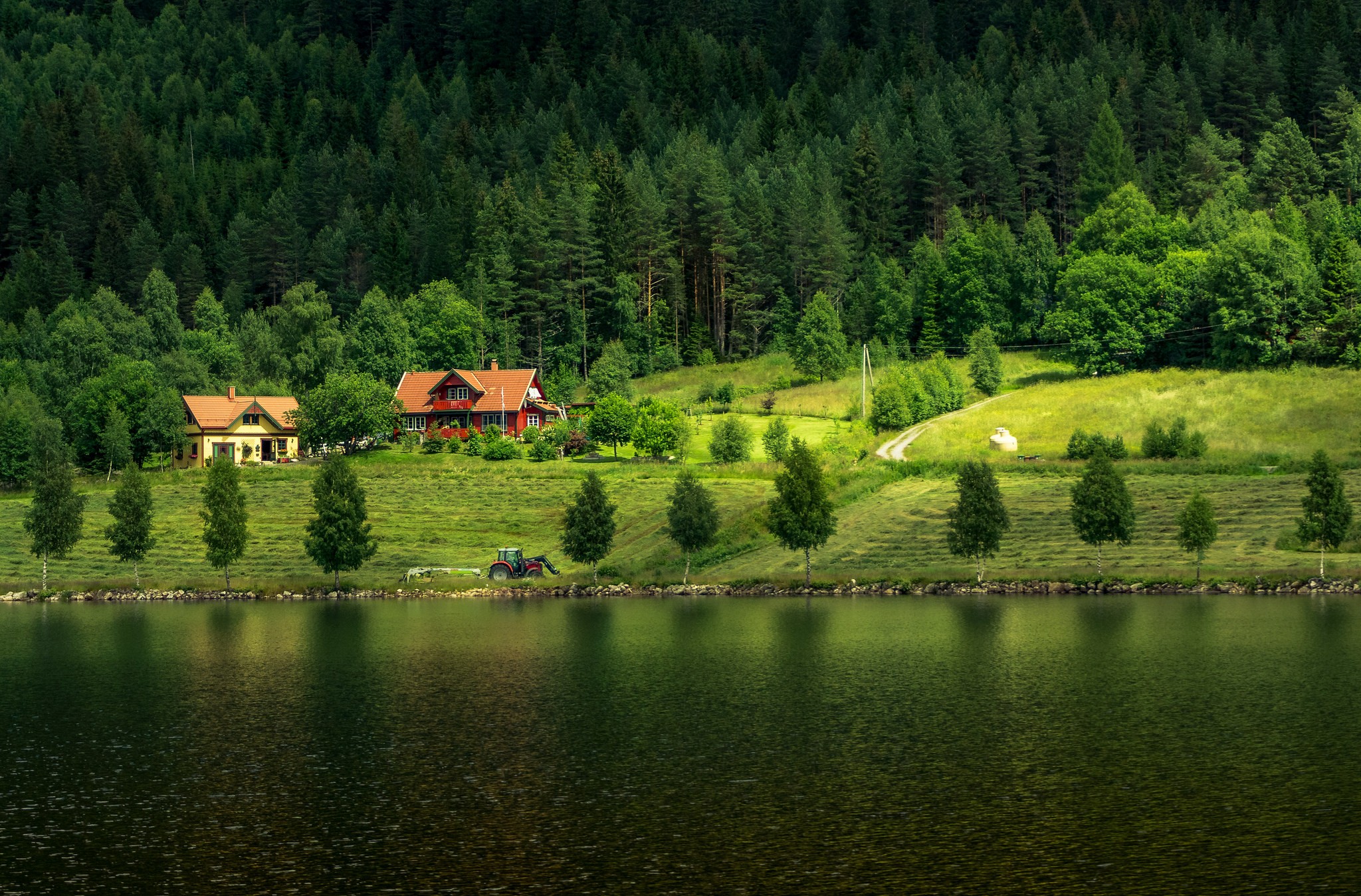 Норвежский лес картинки