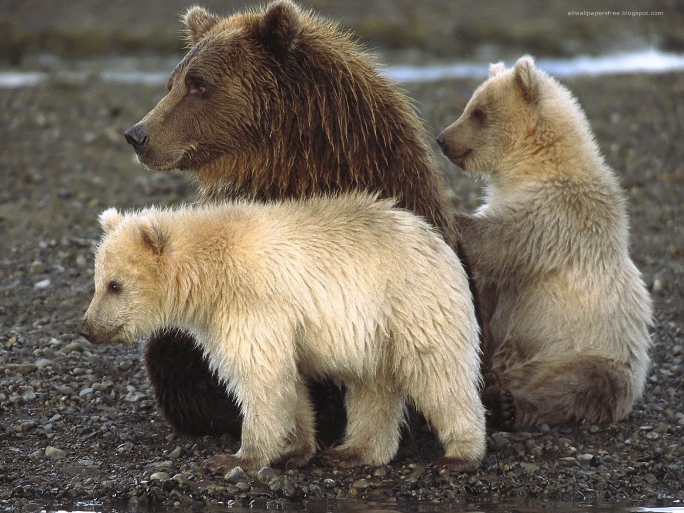 50287 descargar fondo de pantalla animales, bears: protectores de pantalla e imágenes gratis