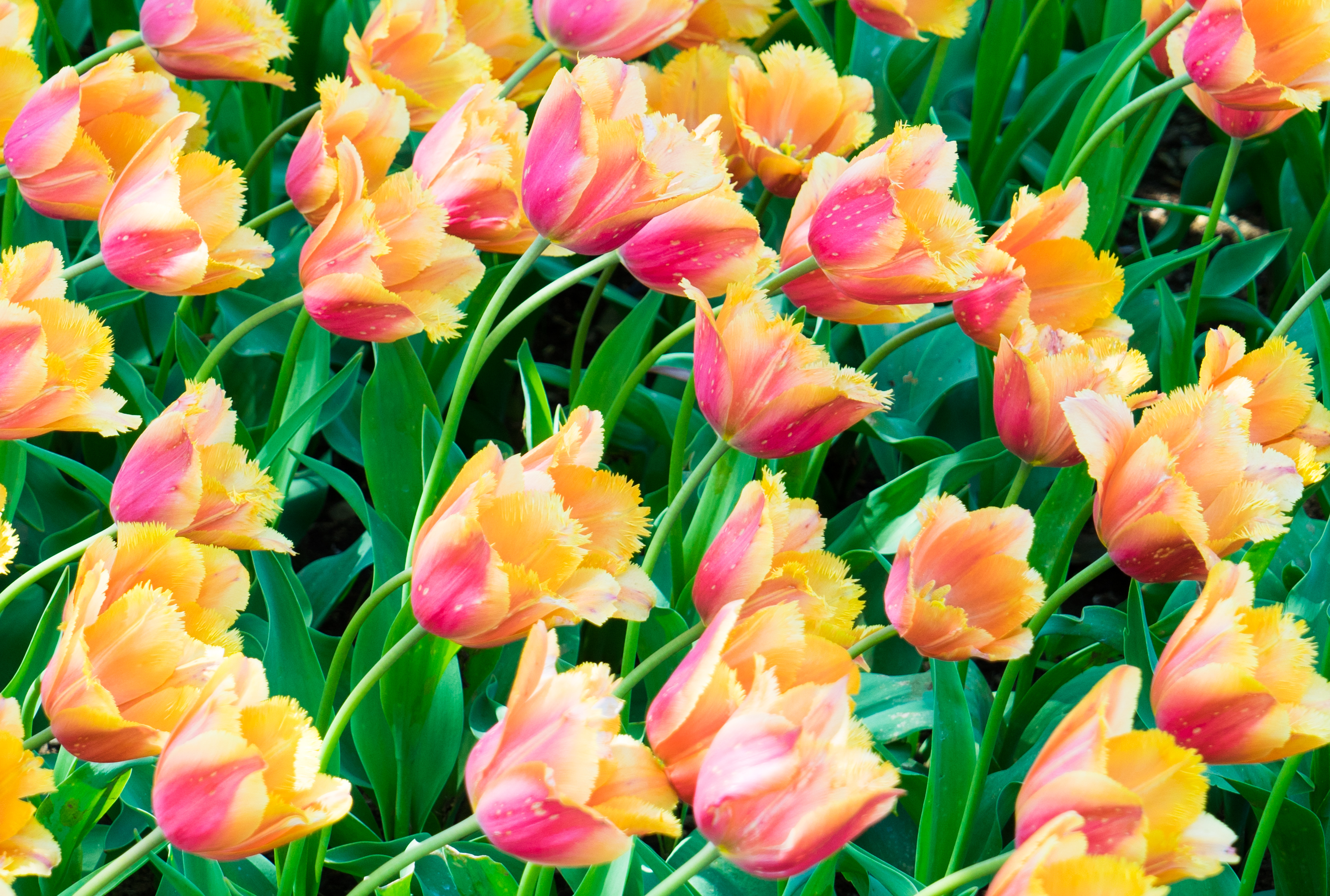 tulips, plants, flowers, leaves 4K Ultra