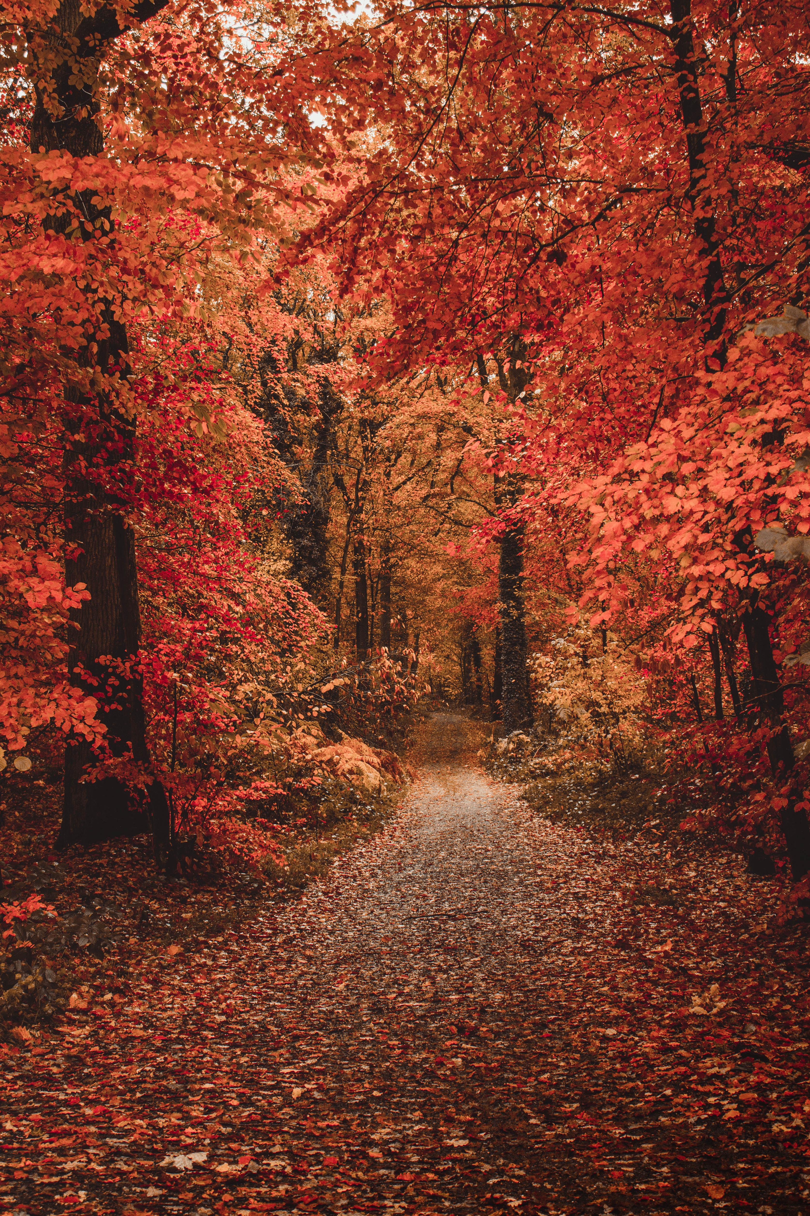 125662 baixar papel de parede árvores, tintas de outono, natureza, outono, caminho, floresta, folhagem, cores de outono - protetores de tela e imagens gratuitamente