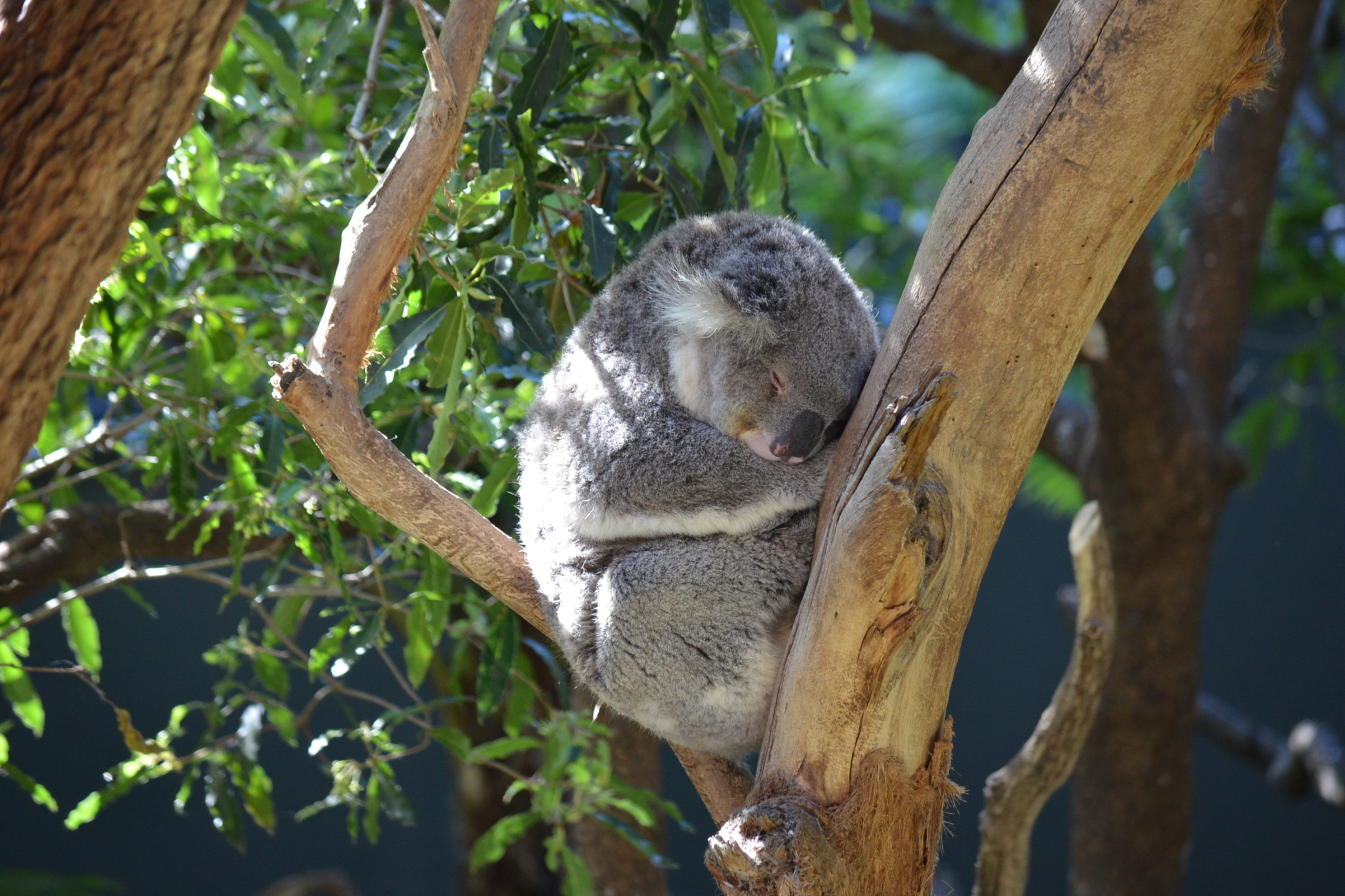 1323342 免費下載壁紙 动物, 树袋熊, 有袋动物, 哺乳动物, 睡眠, 考拉, 澳大利亚 屏保和圖片