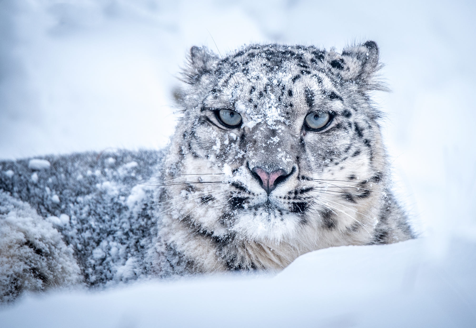 Снежный Барс WWF
