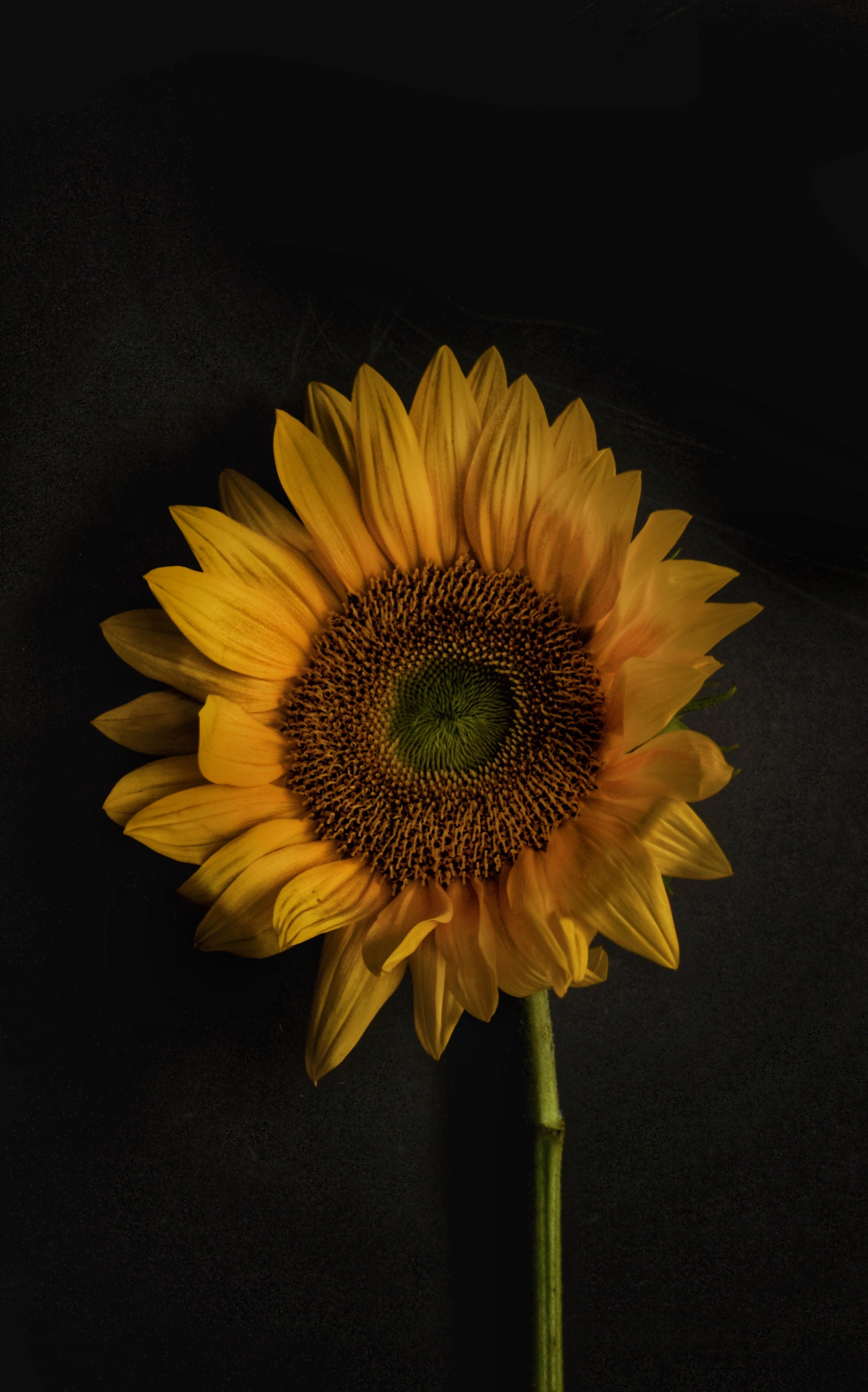 90881 descargar fondo de pantalla girasol, floración, flores, amarillo, pétalos, florecer: protectores de pantalla e imágenes gratis
