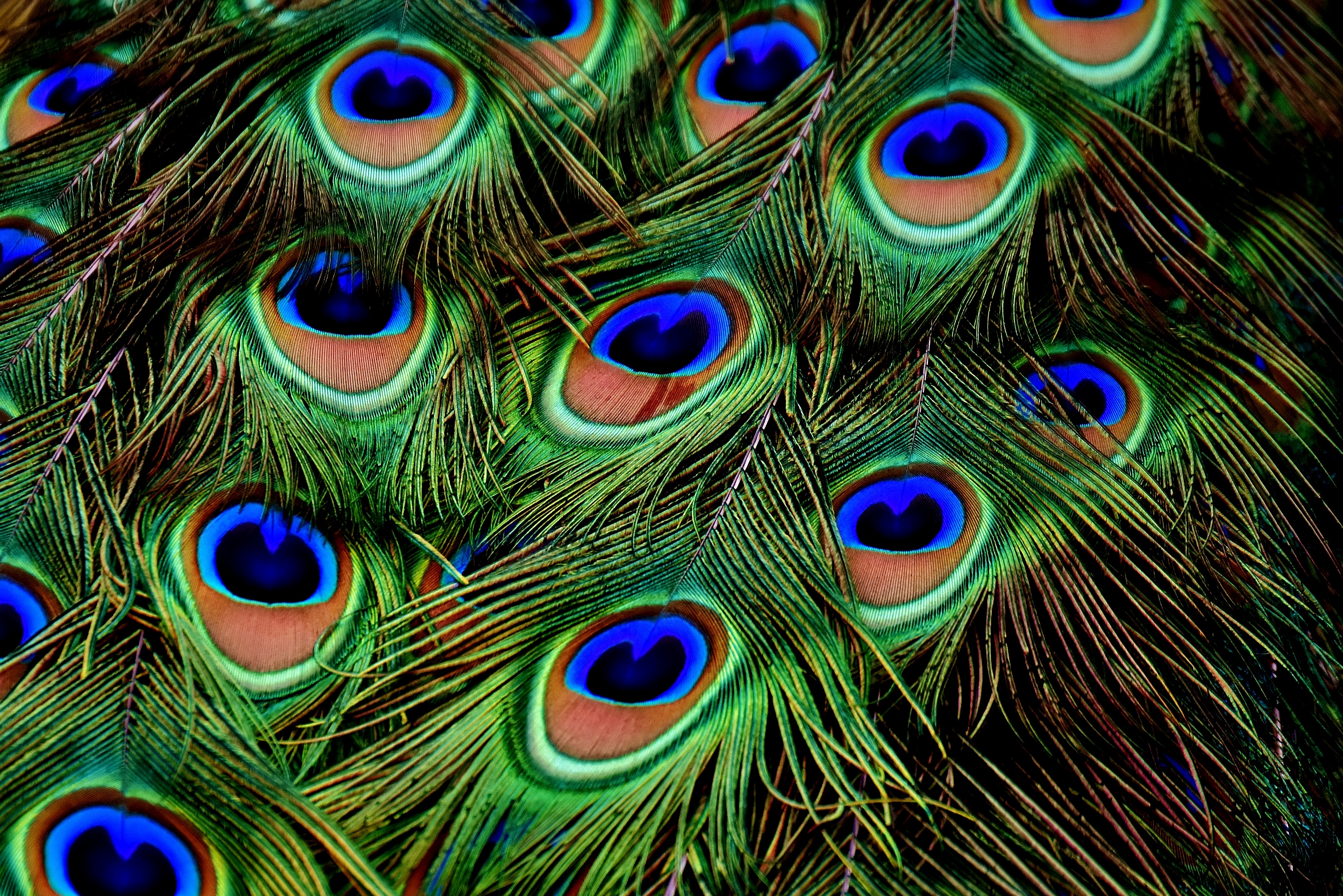 peacock, feather, patterns, textures, texture for android