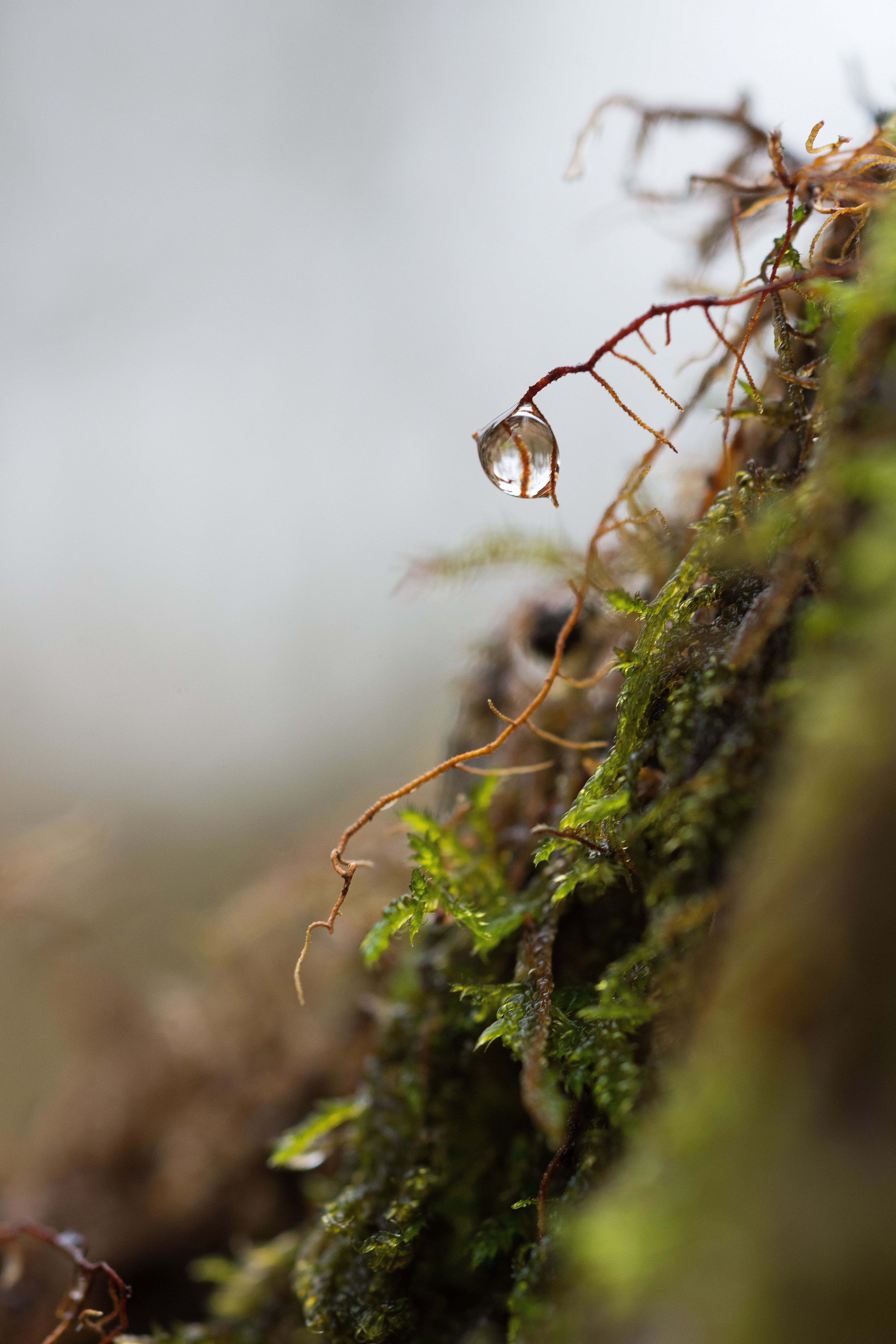 Download mobile wallpaper Macro, Drop, Roots, Moss, Plant for free.