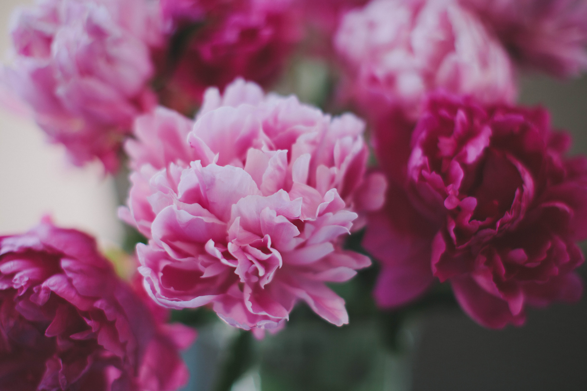 384269 下載圖片 自然, 牡丹, 花, 粉红色的花, 花卉 - 免費壁紙和屏保
