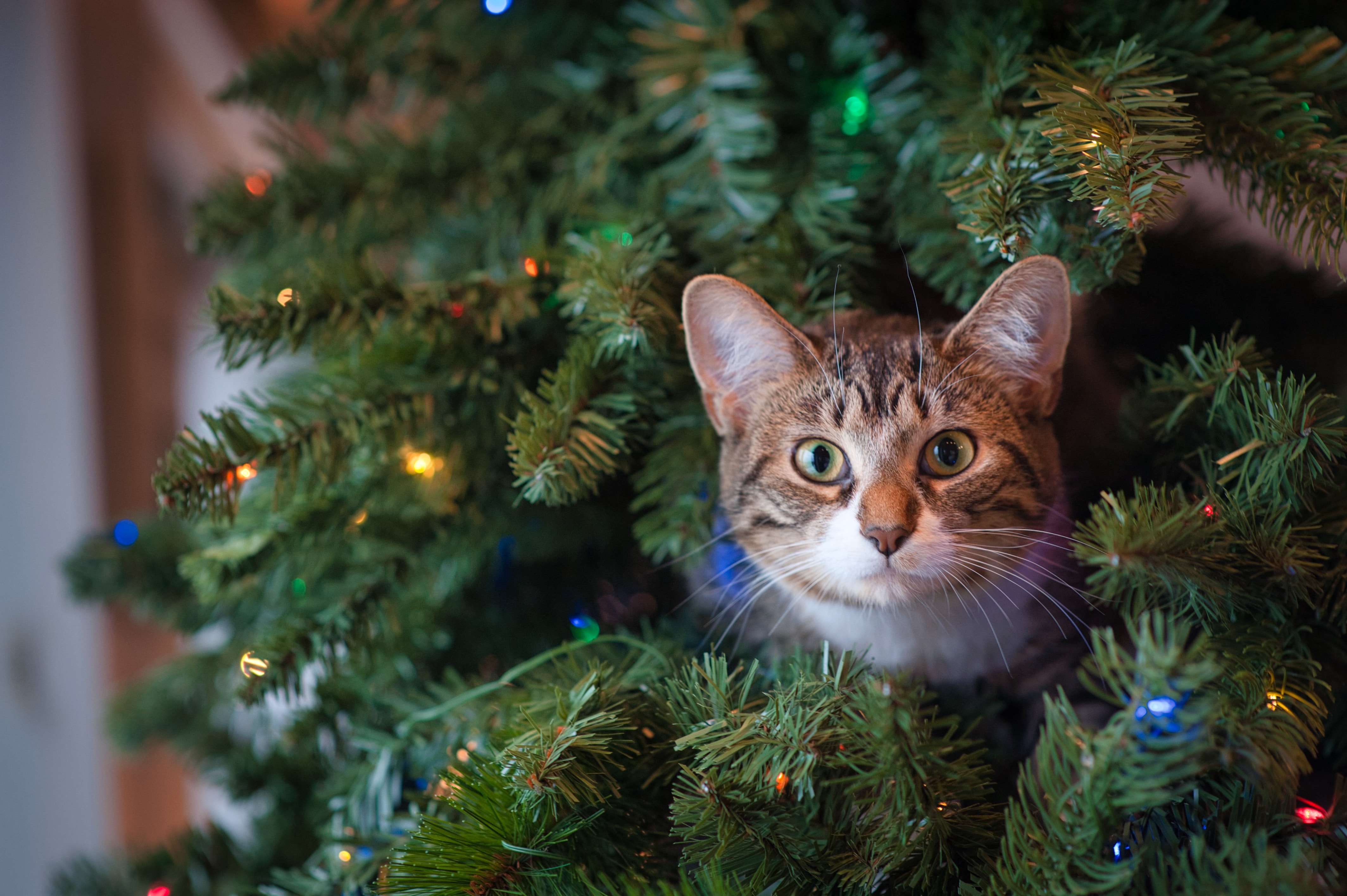 pet, animals, new year, cat, sight, opinion, christmas tree