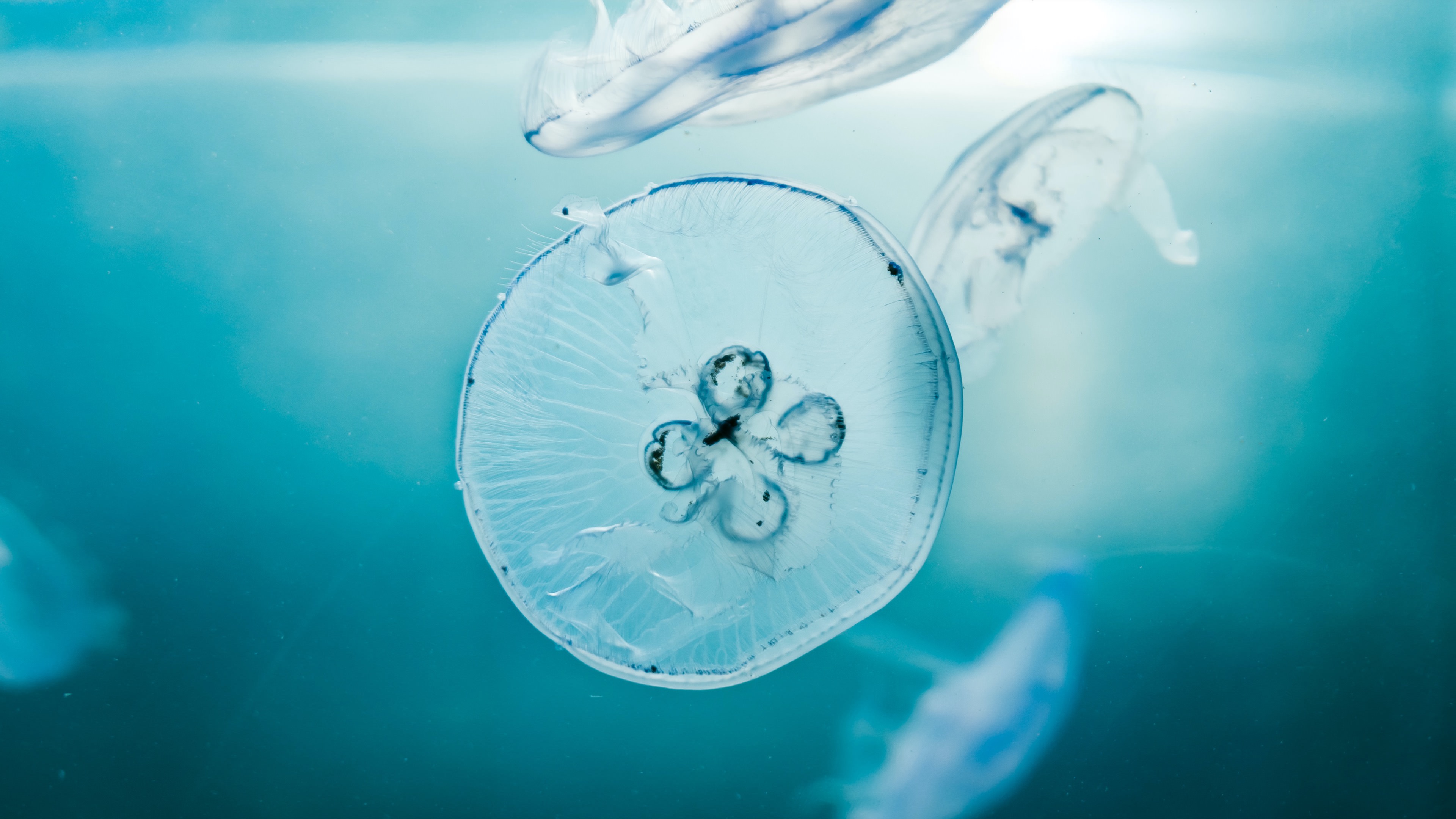 Медузы в прозрачной воде