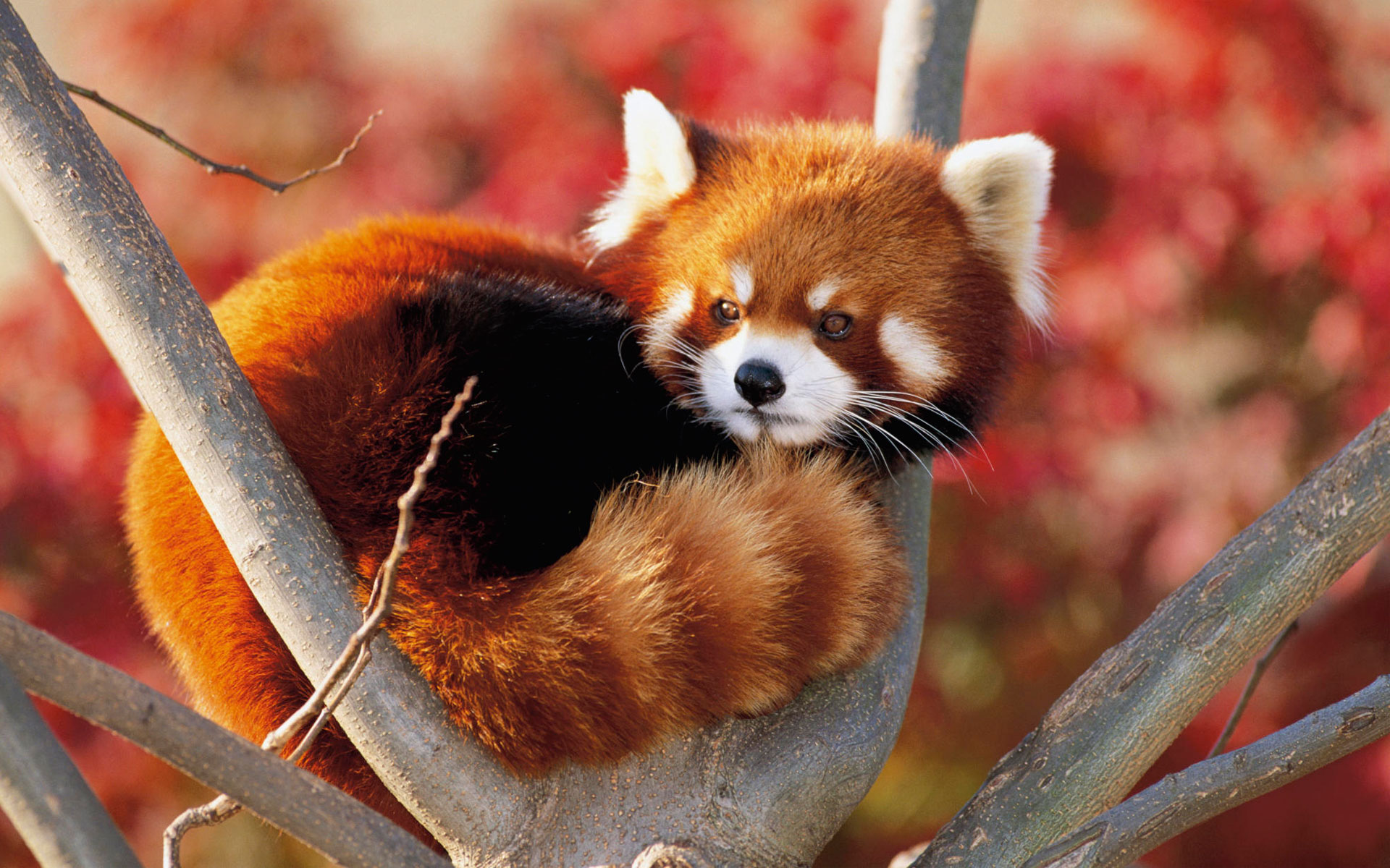 175098 baixar papel de parede animais, panda vermelho - protetores de tela e imagens gratuitamente