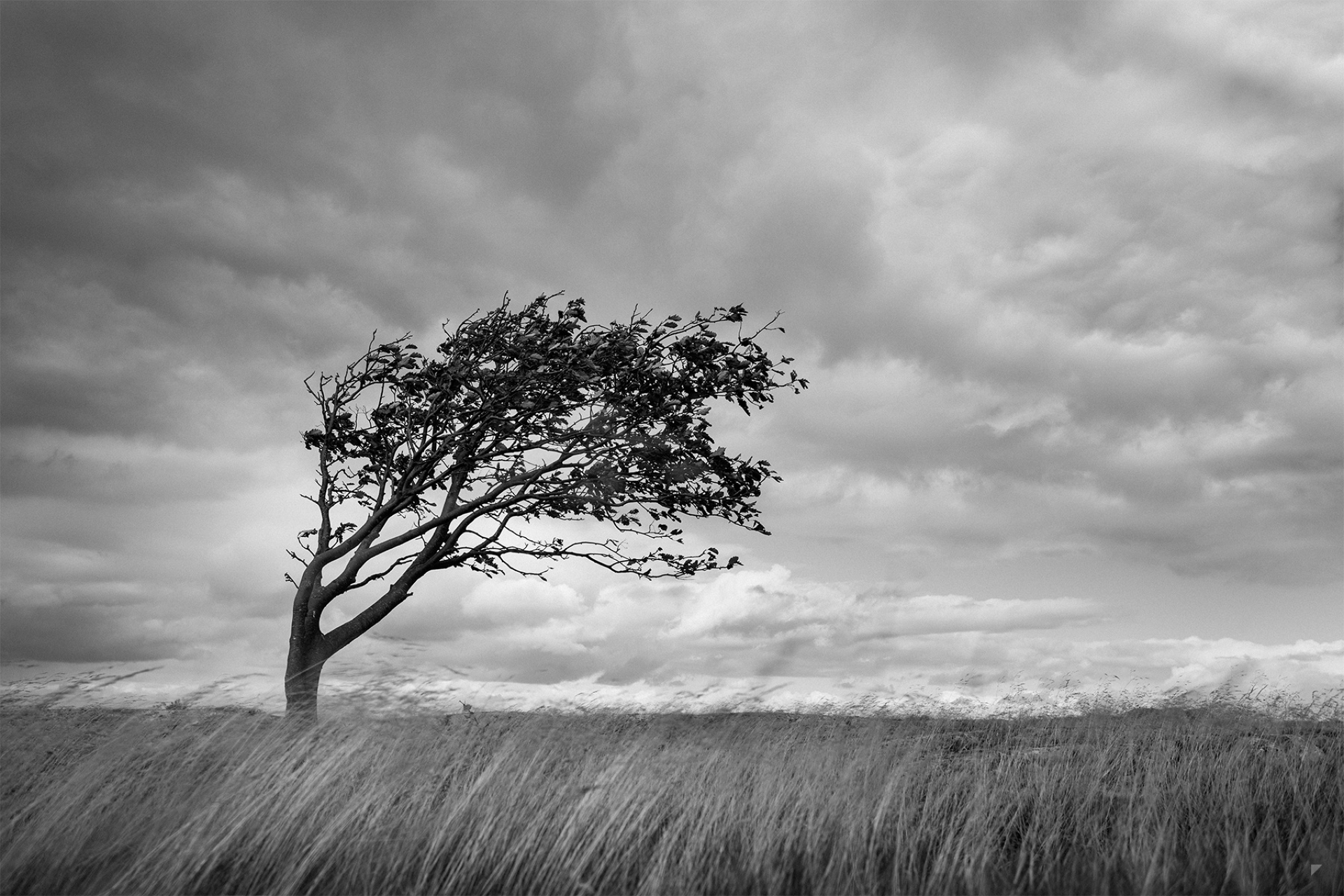 Дерево сильная буря. Одинокое дерево. Одинокое дерево в поле. Дерево на ветру. Печальный пейзаж.