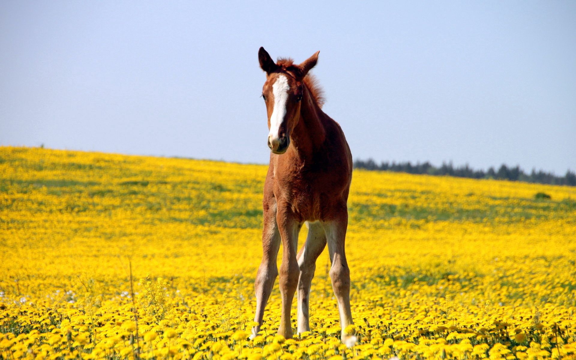 Download PC Wallpaper animals, flowers, grass, field, stallion
