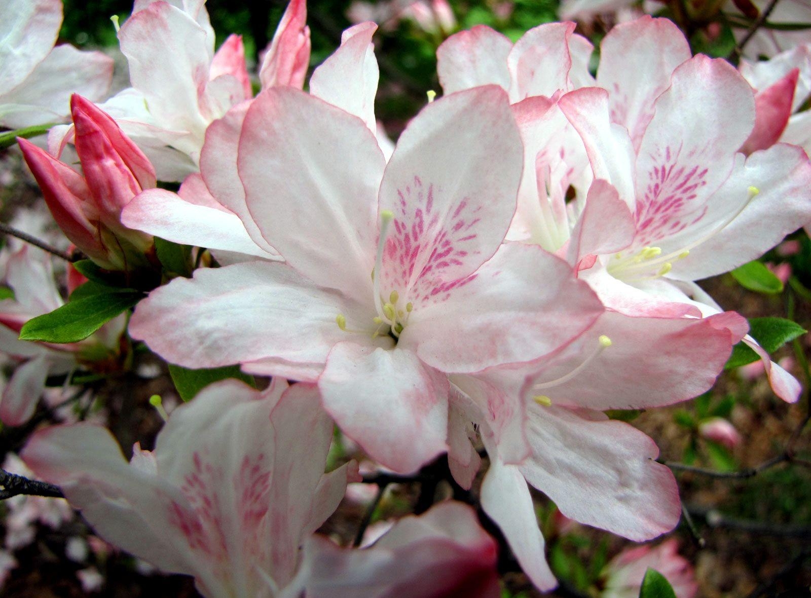 Download mobile wallpaper Branches, Azalea, Close Up, Bloom, Flowers, Flowering, Leaves for free.