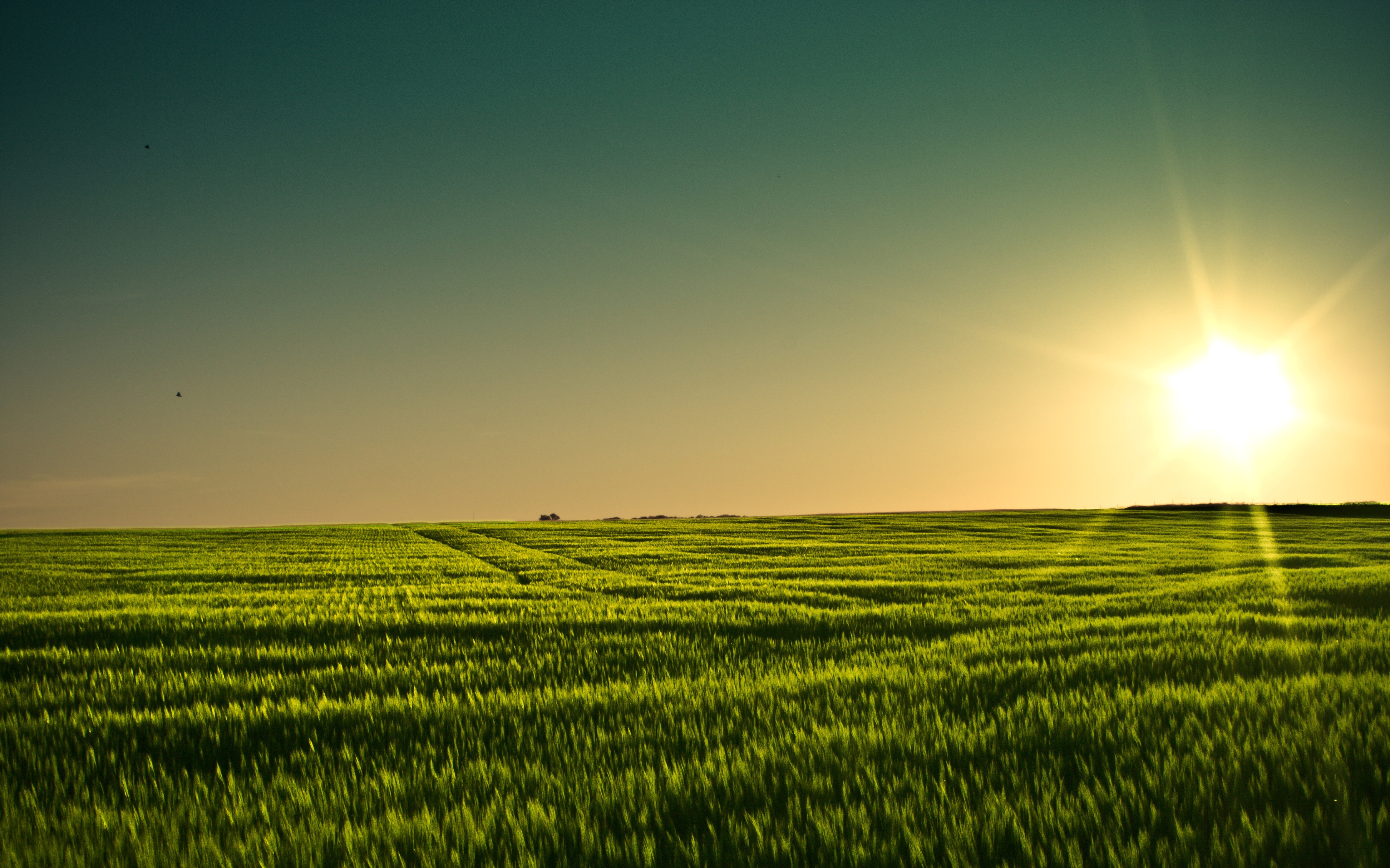 sunset, earth, field, barley, minnesota phone background