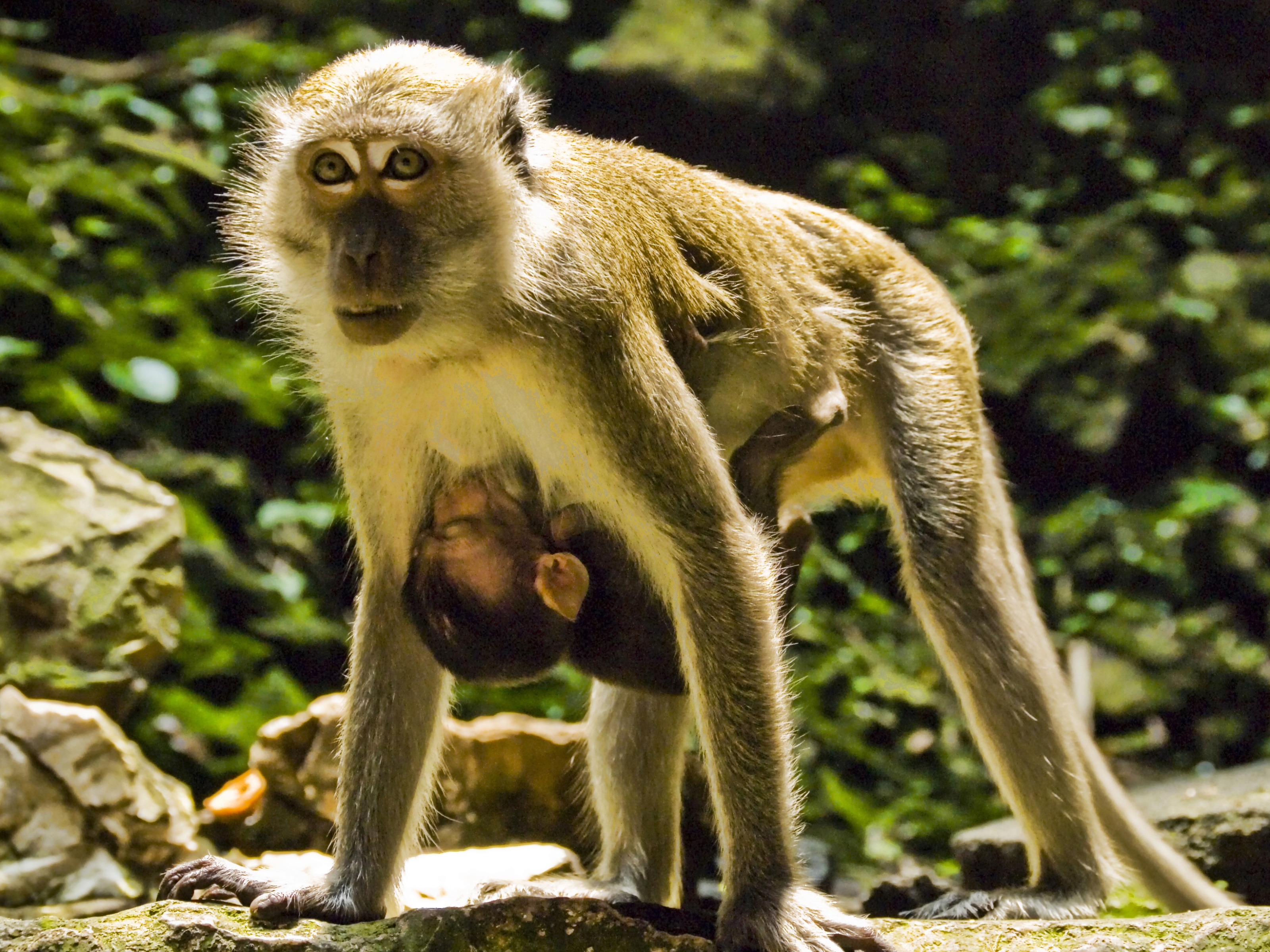 143959 descargar imagen animales, joven, pareja, par, cuidado, joey, macaco, macacos: fondos de pantalla y protectores de pantalla gratis