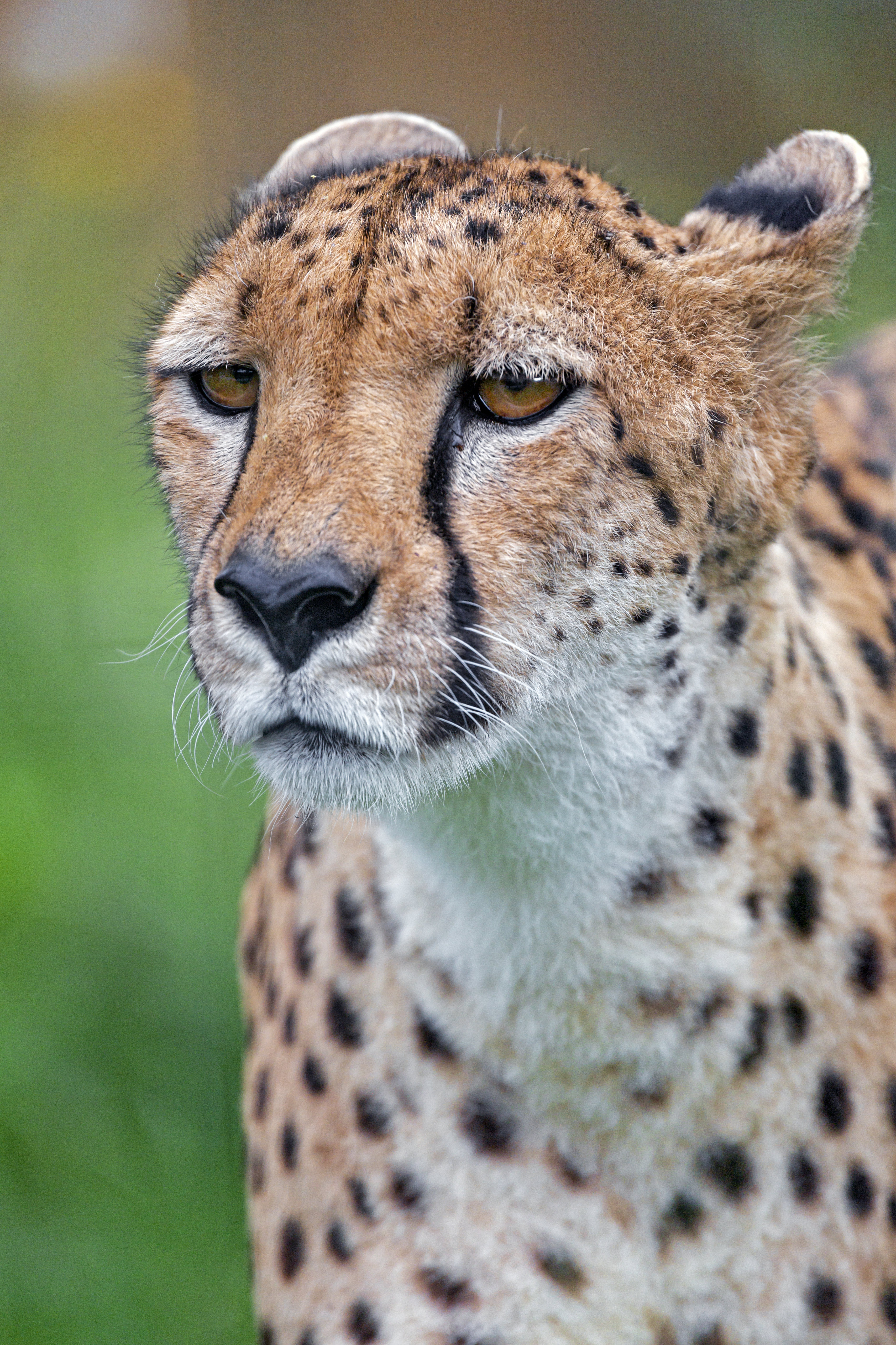 cheetah, animals, muzzle, predator, big cat 4K