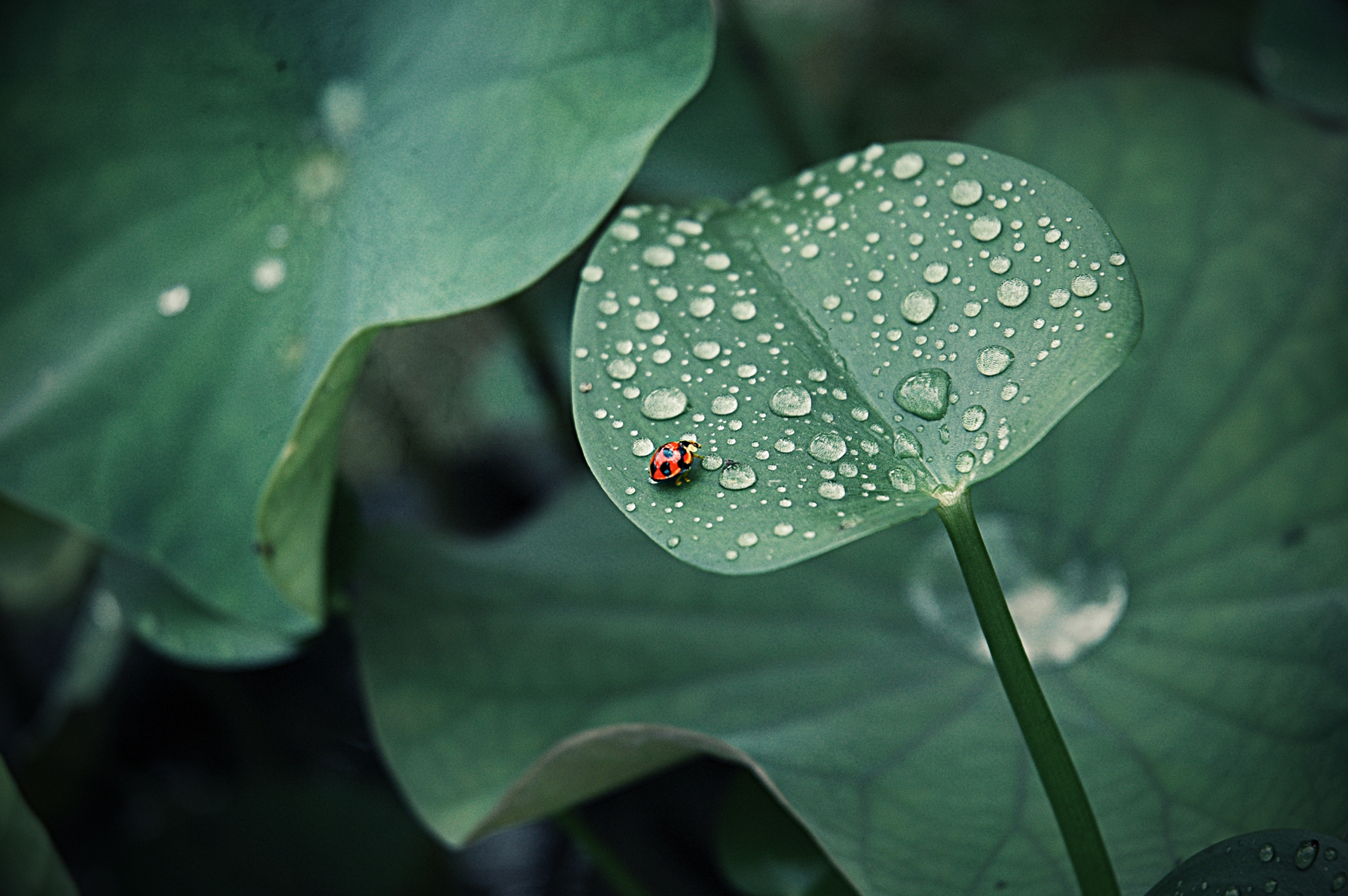 leaves, drops, macro, insect, round, ladybug, ladybird, dew
