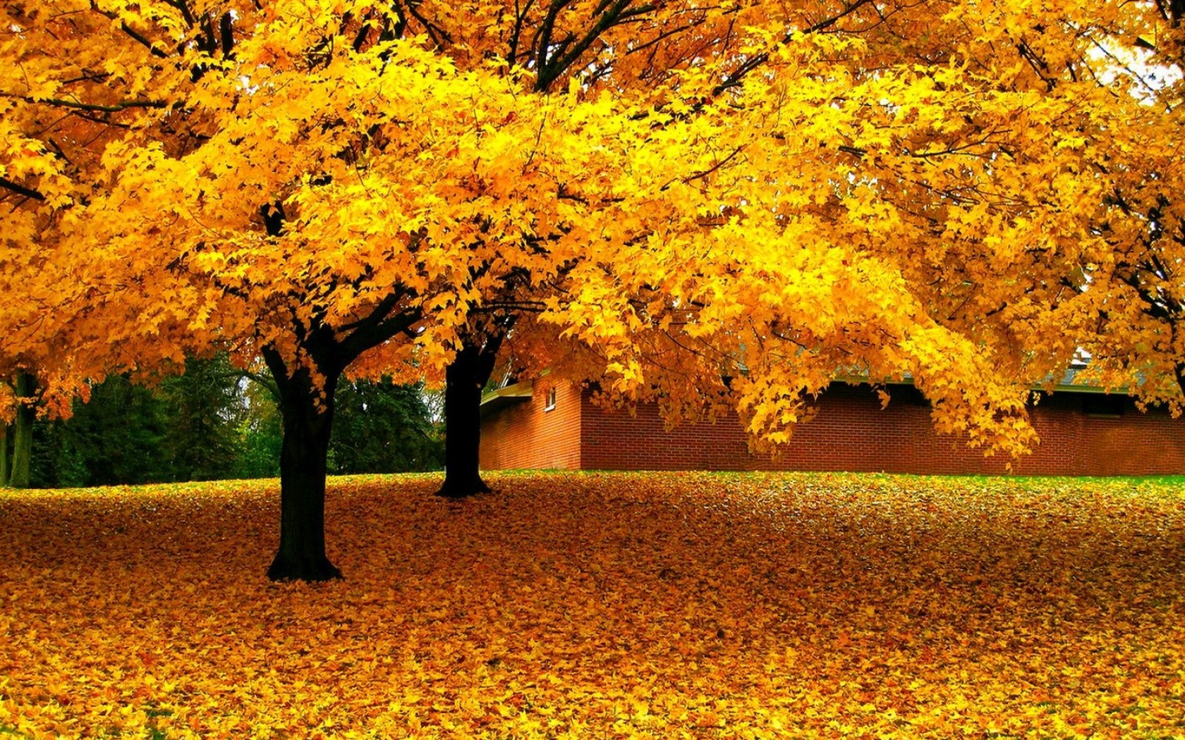 Красный золотой осень. Осеннее дерево. Желтая осень. Дерево с желтыми листьями. Желтые деревья осенью.