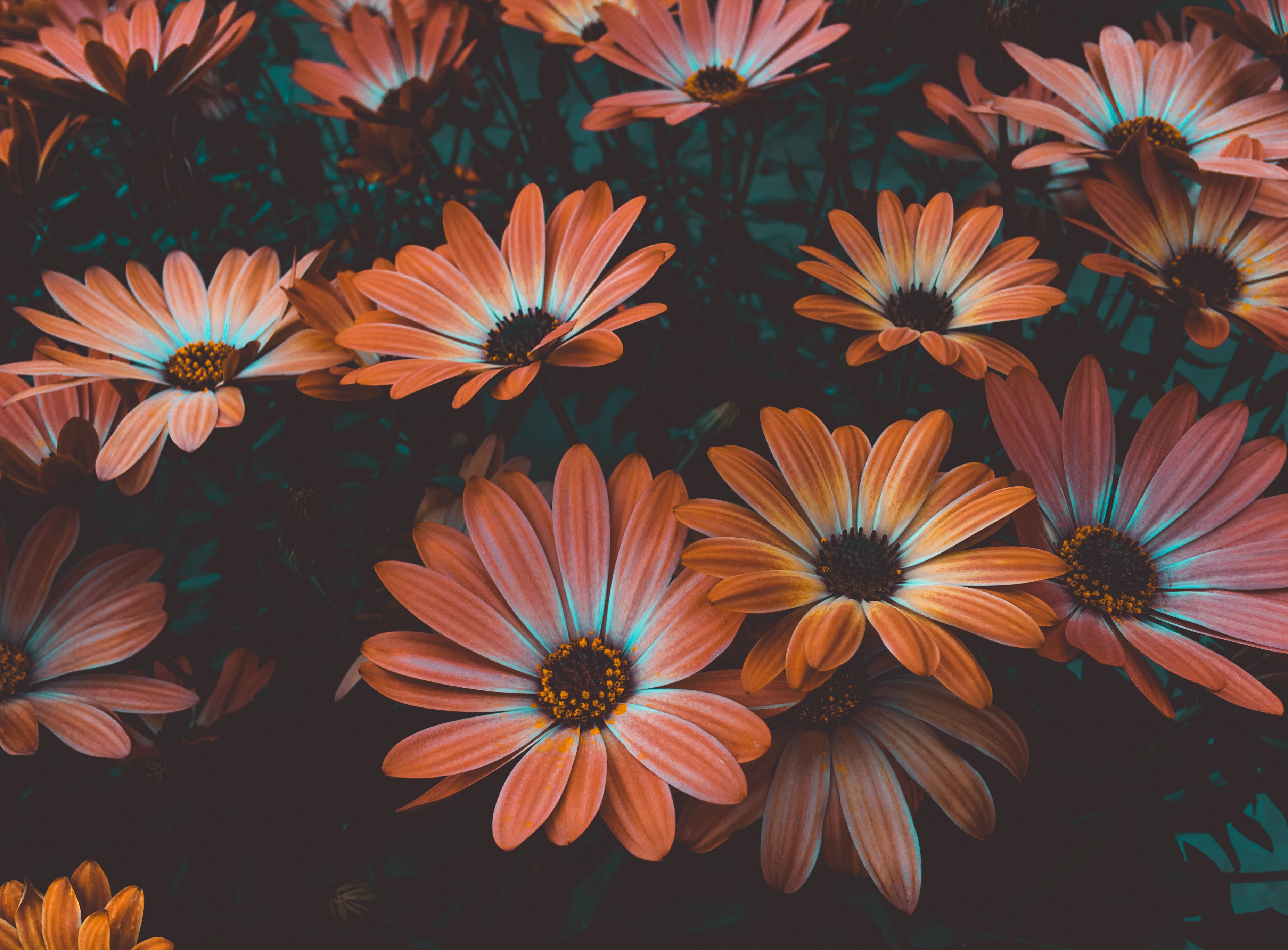 Free African Chamomile Background