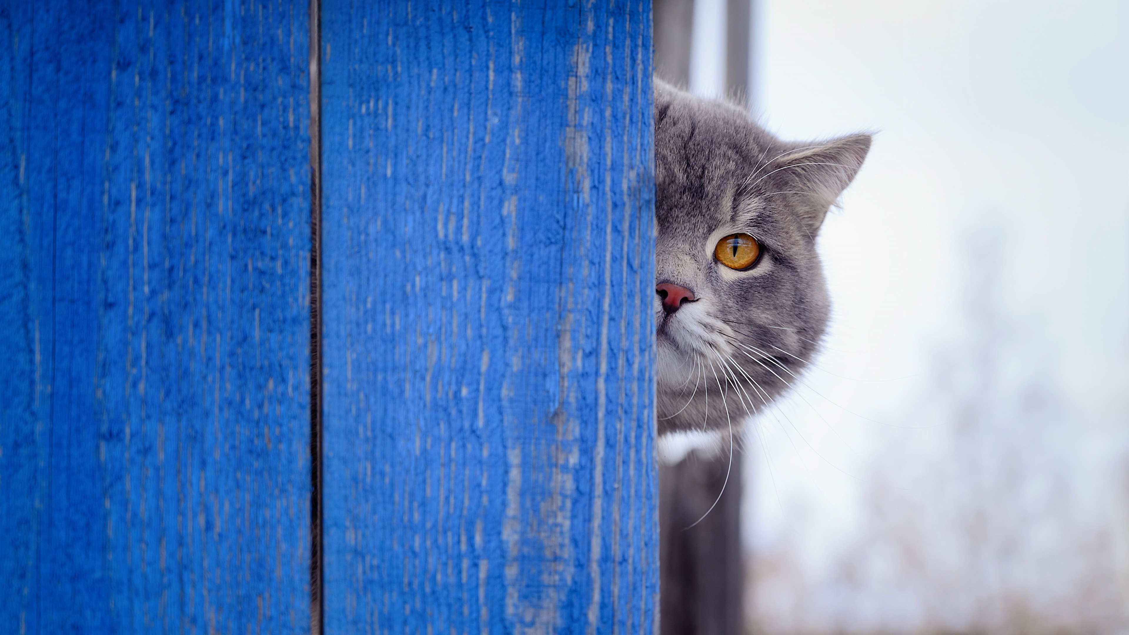 Выглядывающий кот. Кот выглядывает. Кот выглядывает из-за стола. Кот выглядывает из-за угла. Кошак выглядывает.