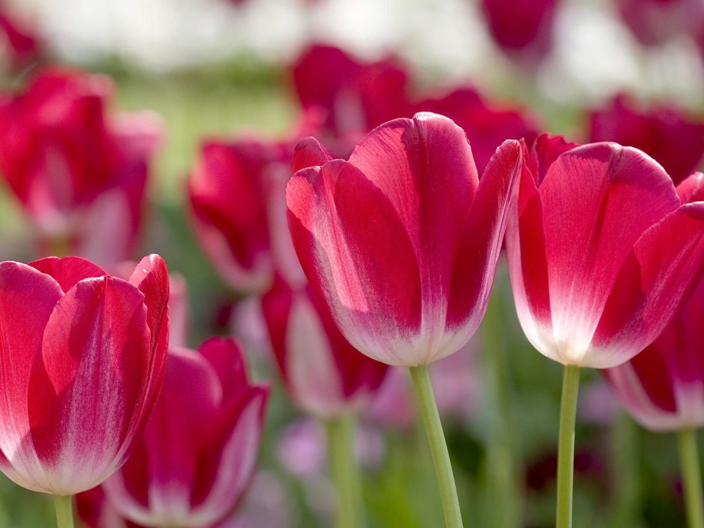 37693 Bildschirmschoner und Hintergrundbilder Tulpen auf Ihrem Telefon. Laden Sie  Bilder kostenlos herunter