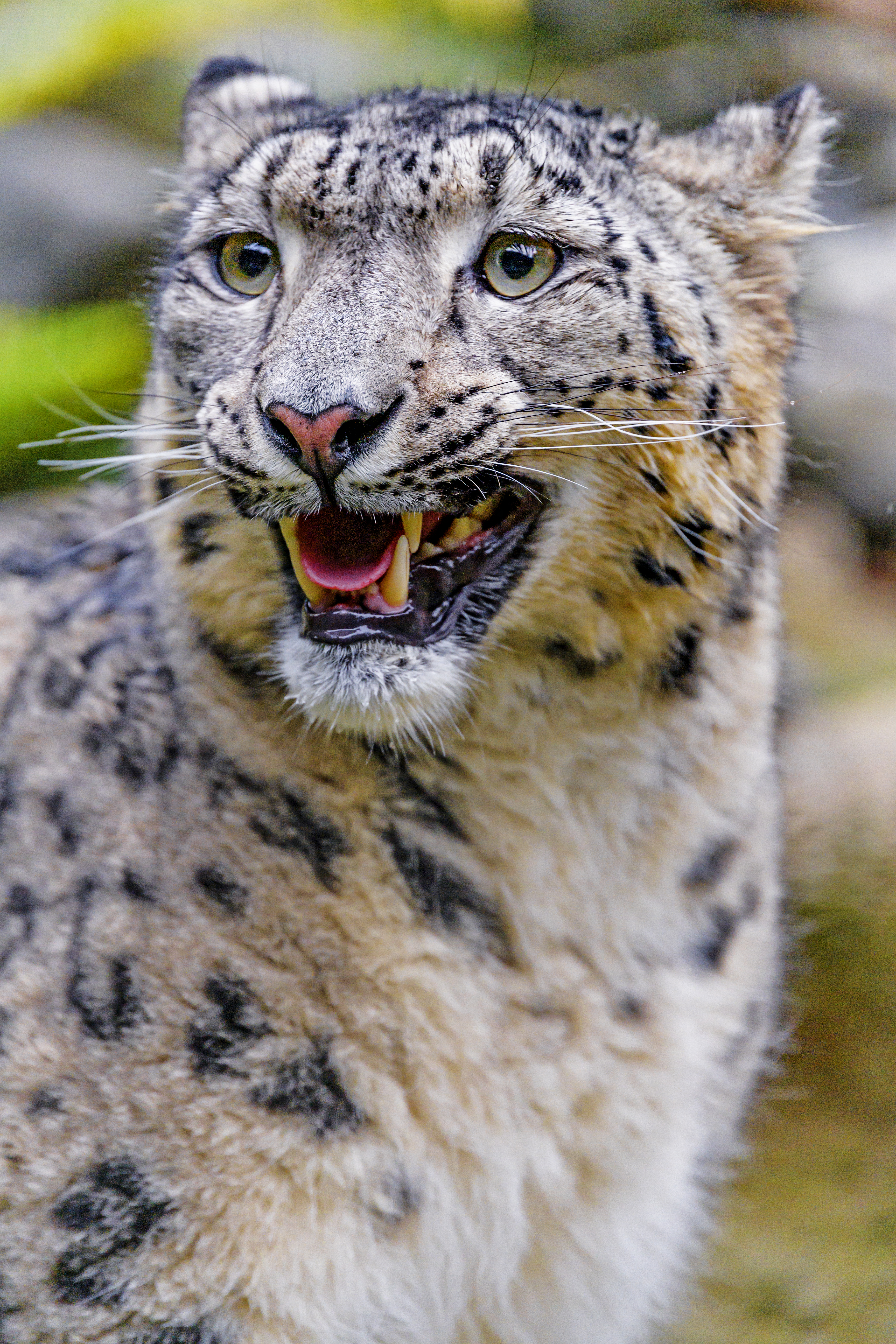 113395 baixar imagens animais, snow leopard, sorriso, predator, predador, gato grande, irbis - papéis de parede e protetores de tela gratuitamente