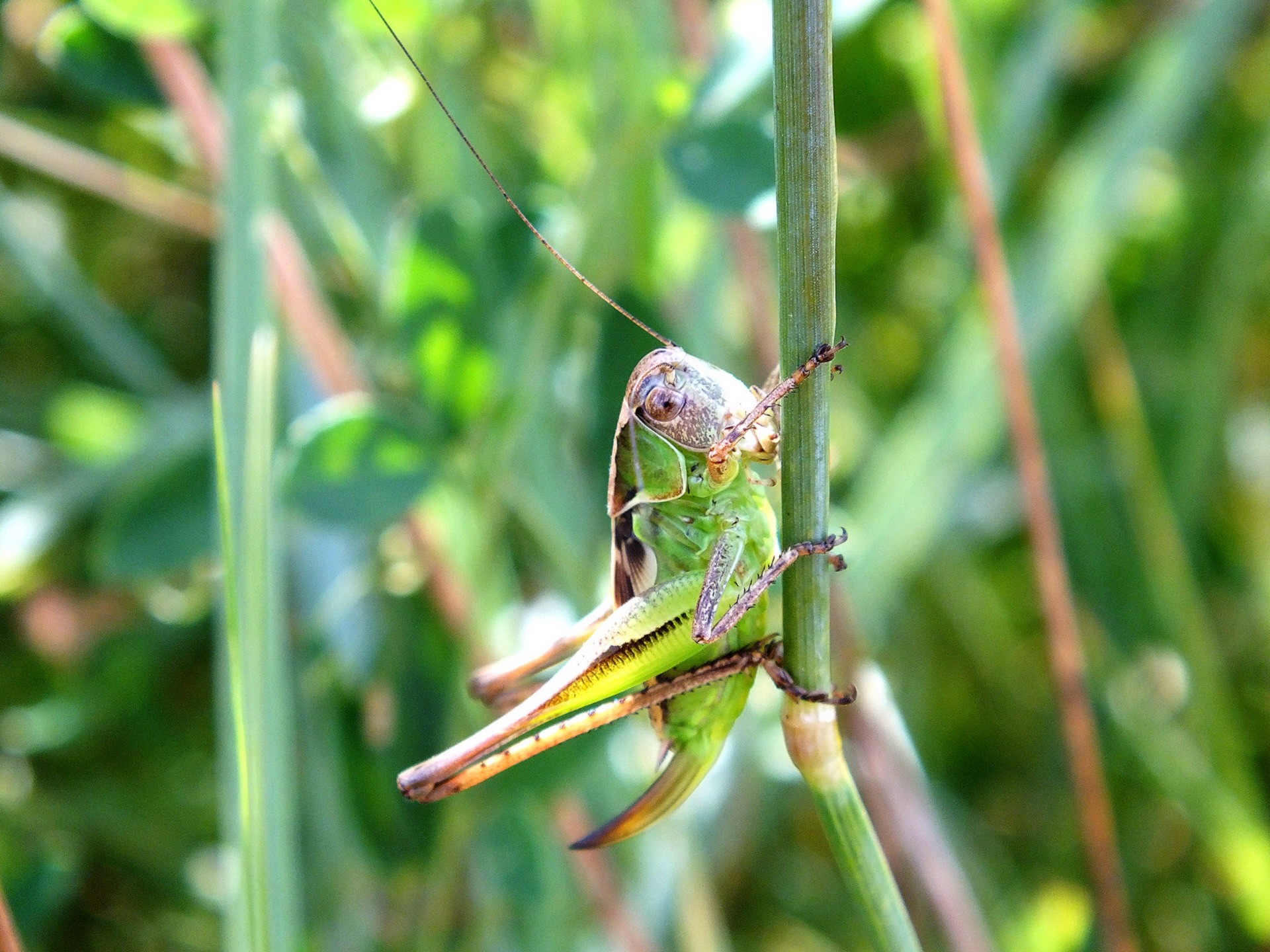 animal, grasshopper QHD
