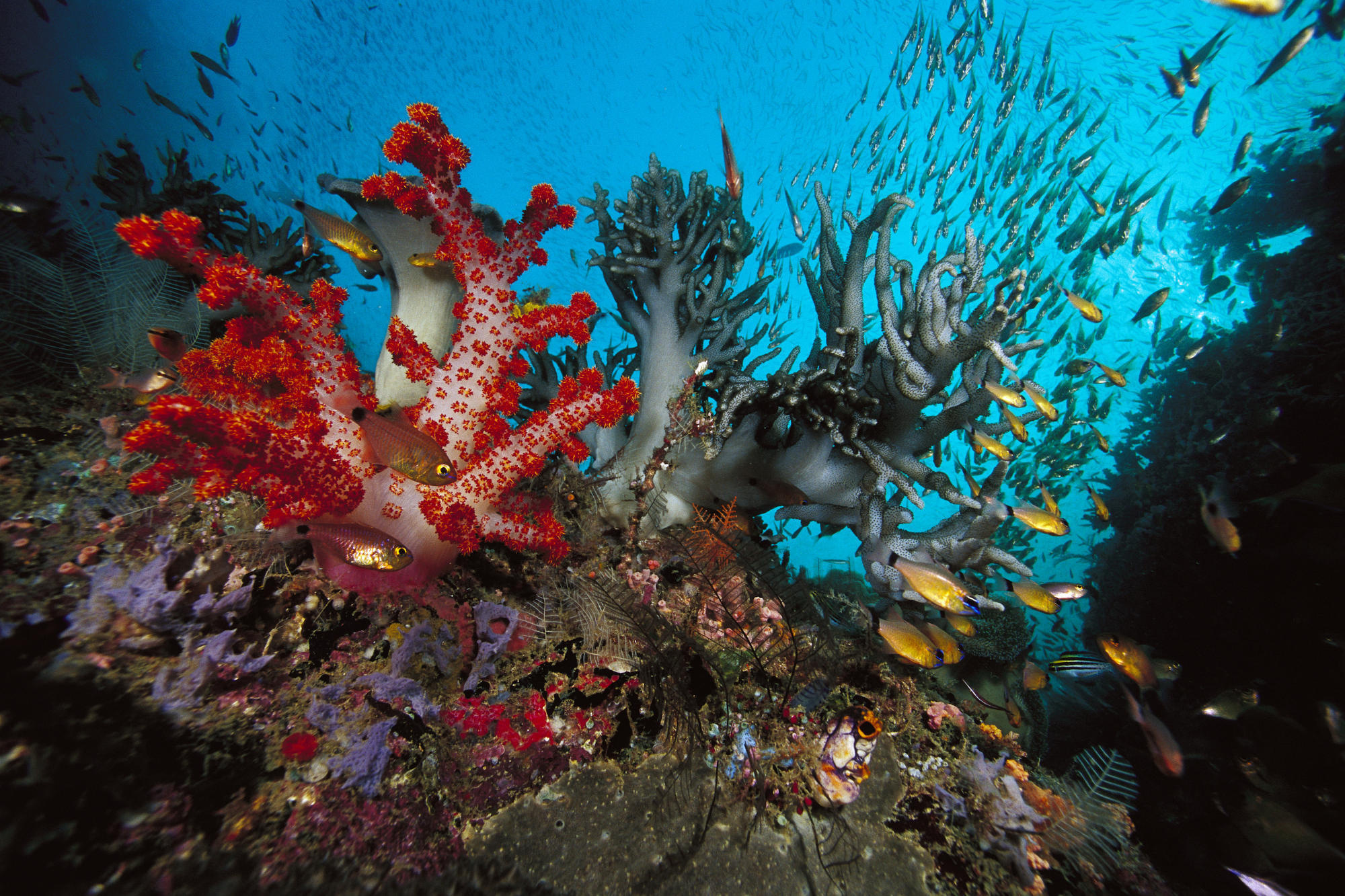 139051 скачать обои подводный мир, рыбы, животные, водоросли, разнгоцветный - заставки и картинки бесплатно